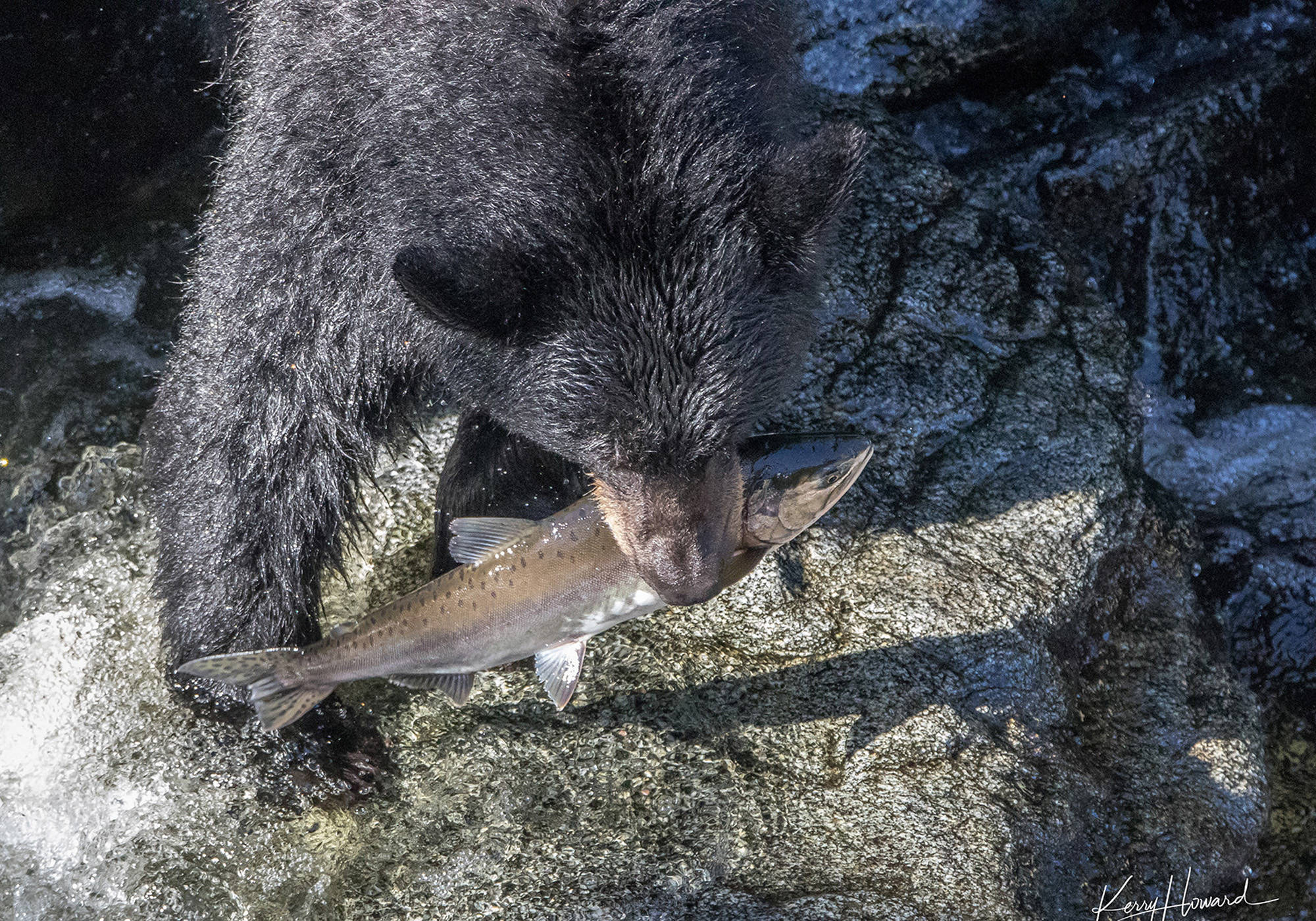 Fresh fish for breakfasts, Anan Creek (Kerry Howard)