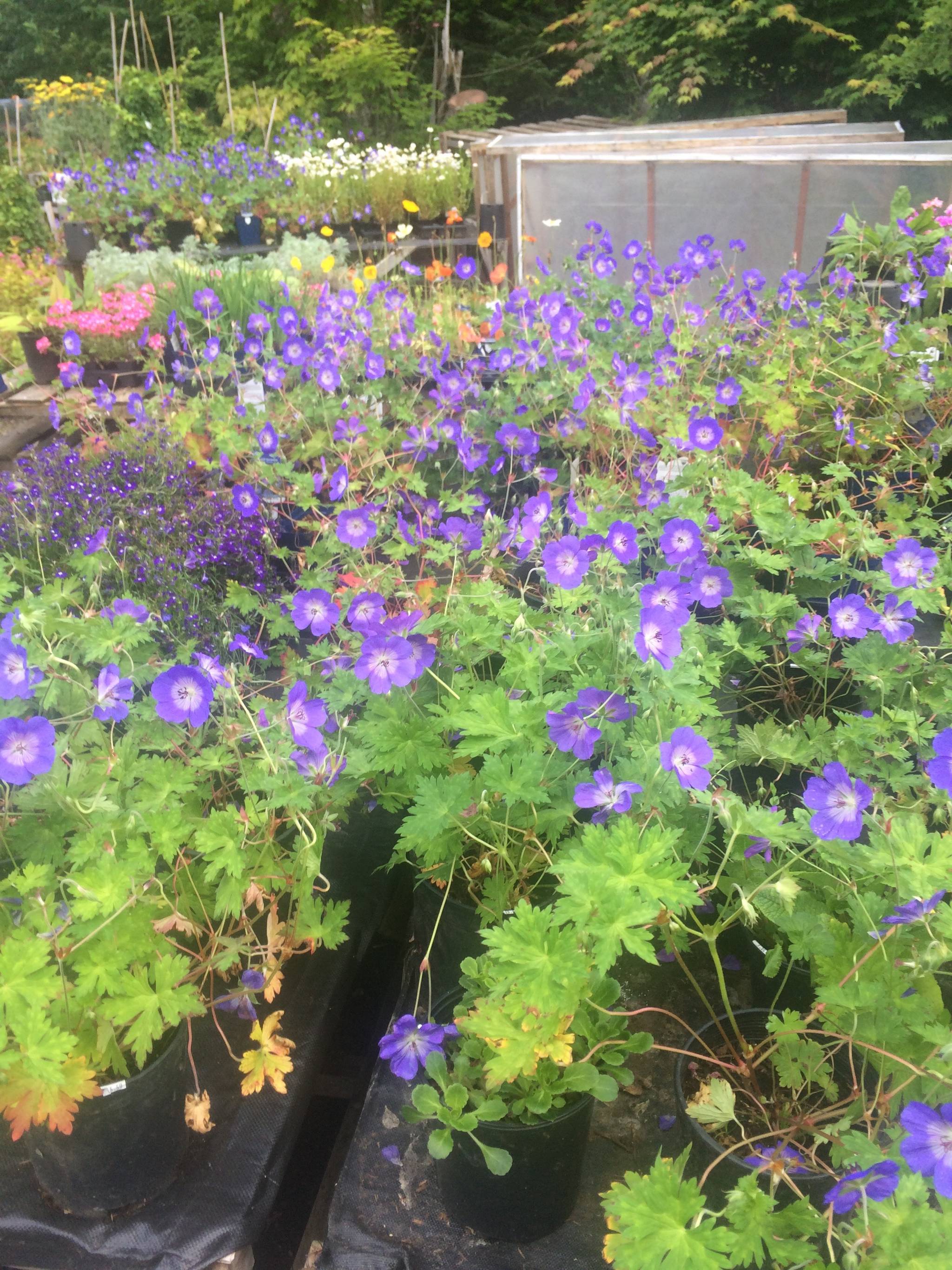 Rozanne Geranium blooms from now until frost. (Photo by David Lendrum)