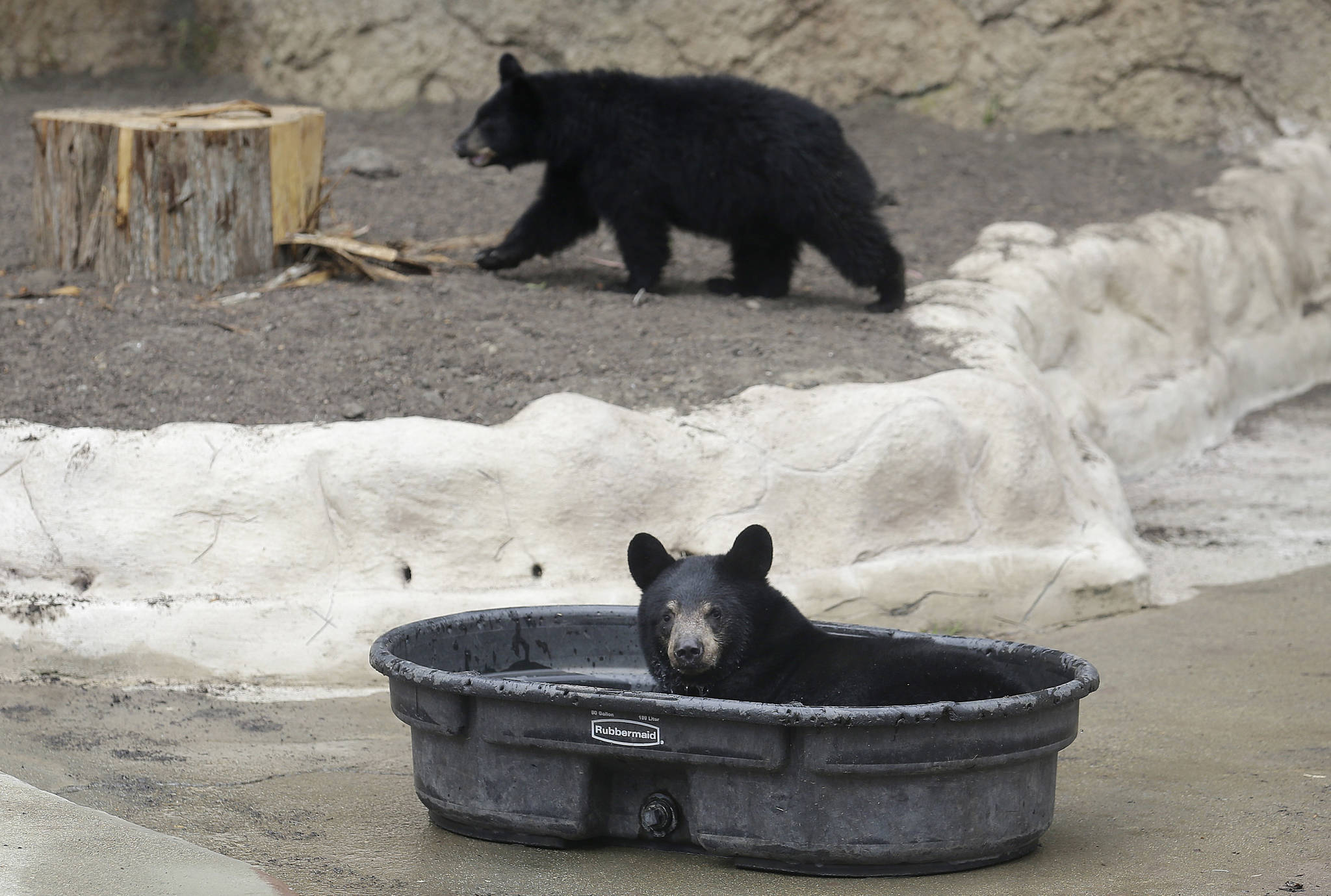 A male black bear cub, foreground, sits in a tub as a female black bear cub, rear, walks in their enclosure at the San Francisco Zoo in San Francisco, Tuesday, Aug. 15, 2017. The still nameless cubs that were abandoned by their mothers were found emaciated and wandering alone in Alaska hundreds of miles apart about three months ago. (Jeff Chiu | The Associated Press)