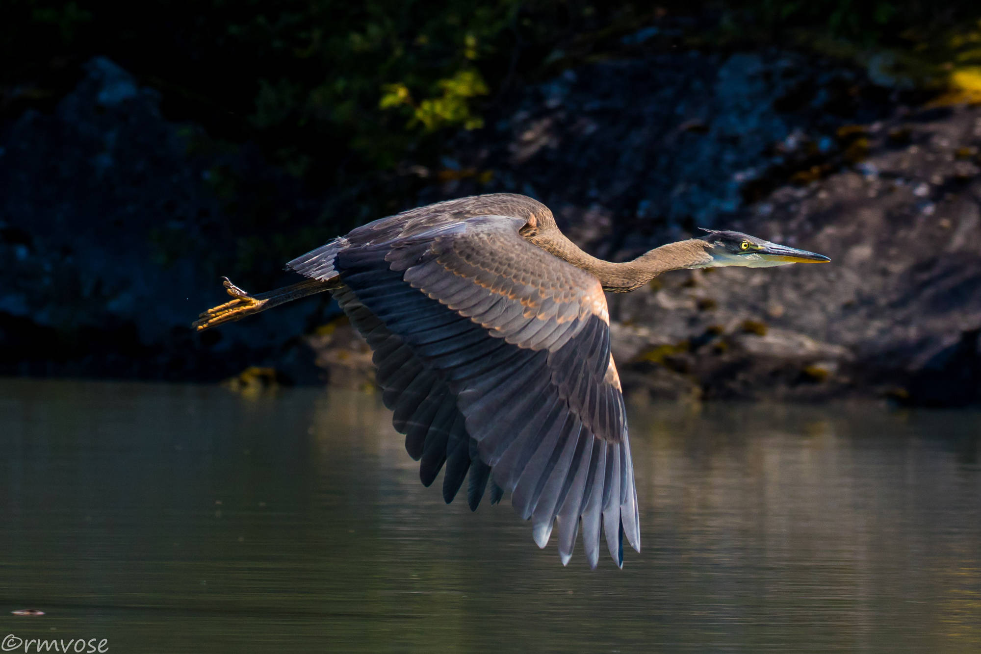 A Great Blue Heron flies between ponds at Mendenhall Glacier on Aug. 7. (Photo by Gina Vose)