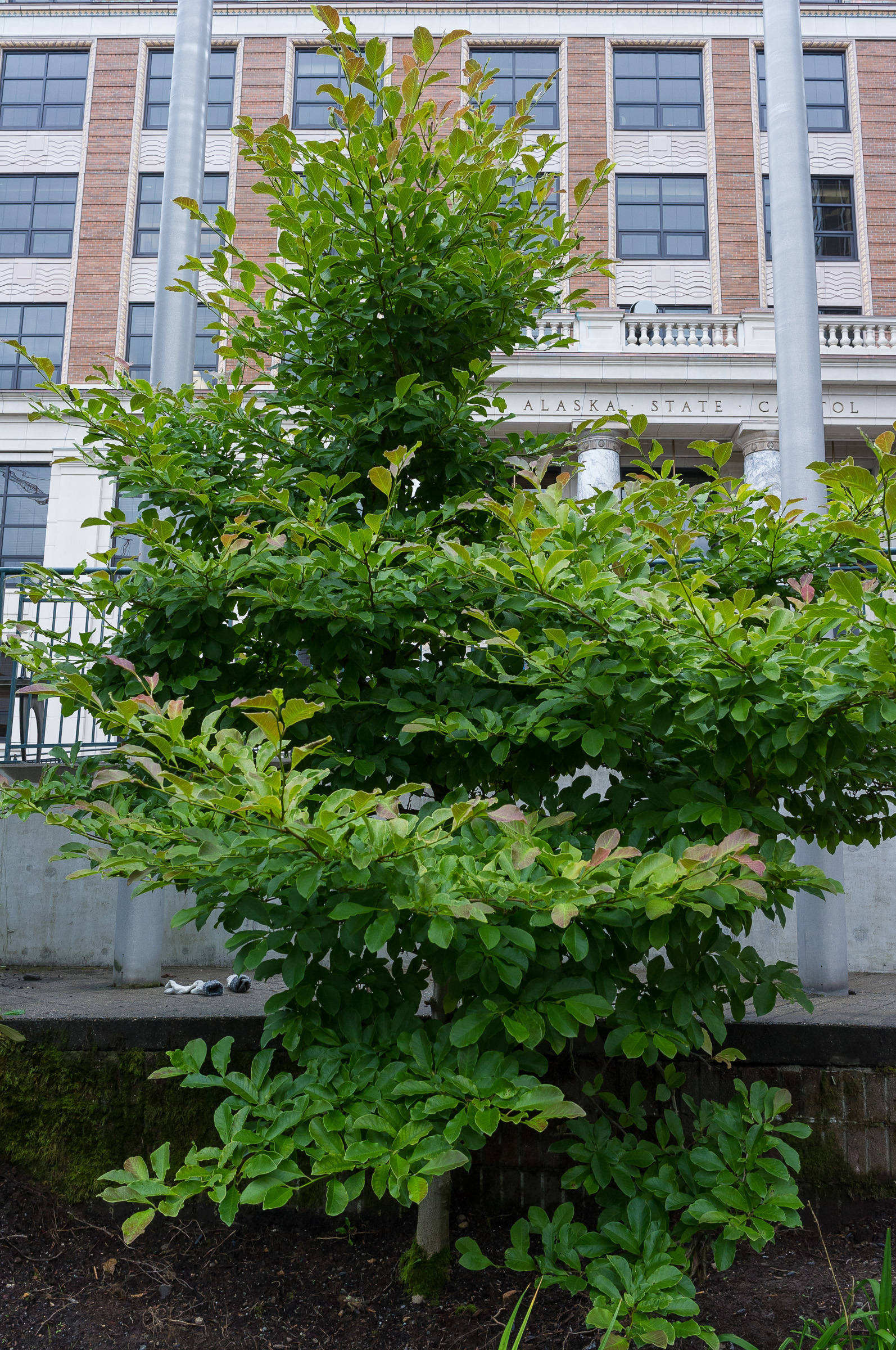 A magnolia tree planted in the memorial garden dedicated to Chief Justice Jay Rabinowitz at the Dimond Courthouse on Thursday, Aug. 24, 2017. (Michael Penn | Juneau Empire)
