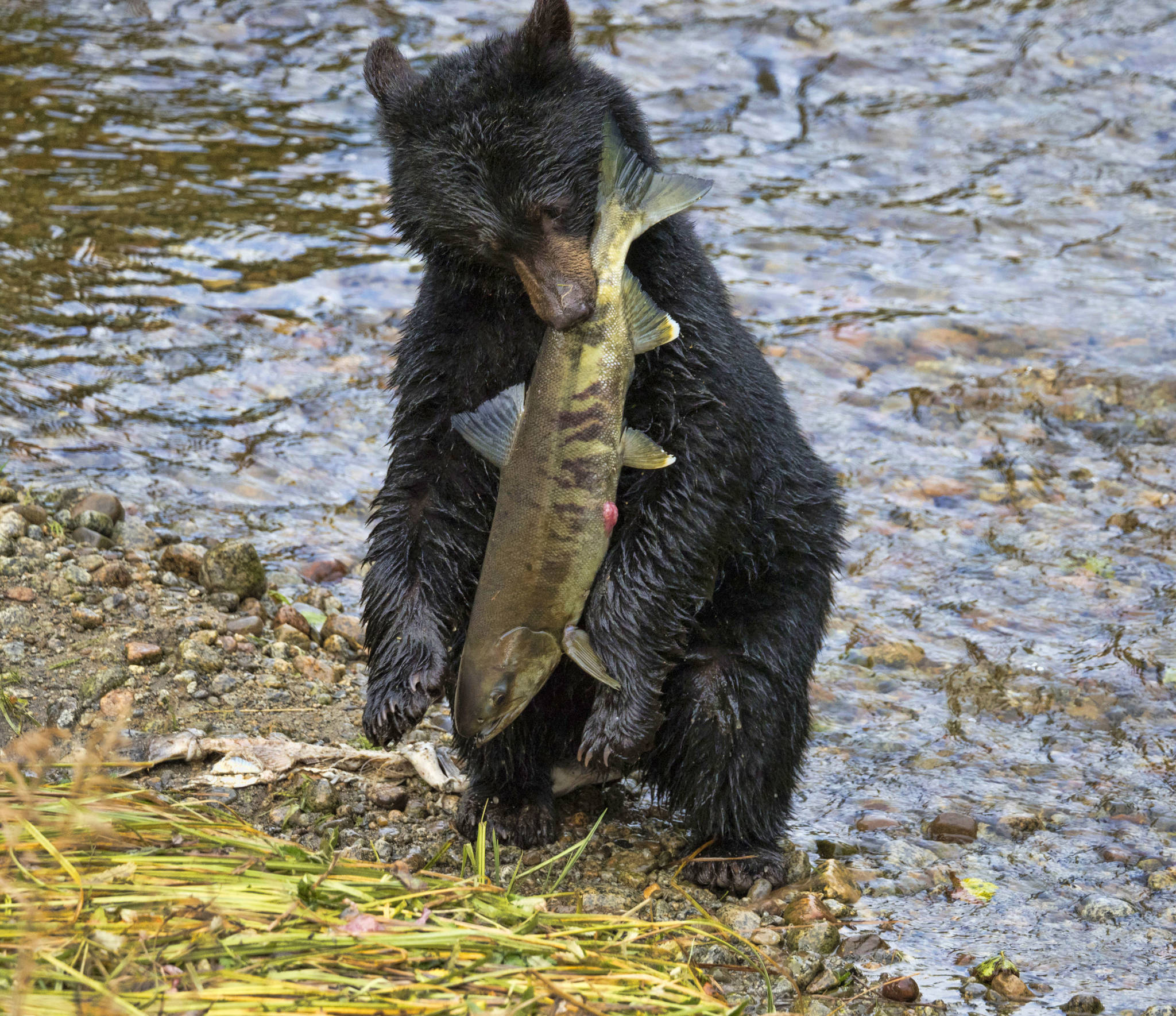 A yearling cub with a dog salmon. (Janice Gorle)