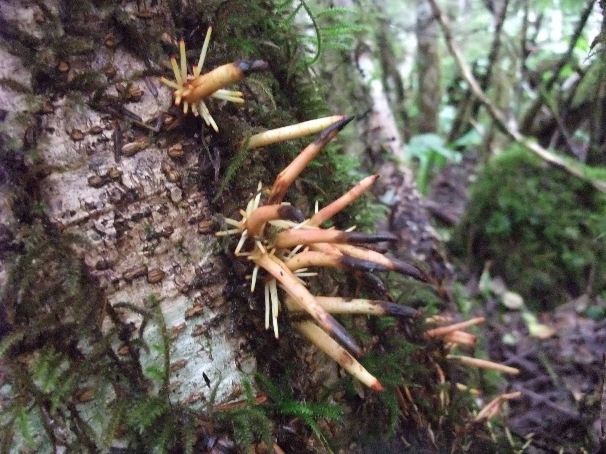 Strange sprouts on the trunk of a red alder might be adventitious roots. (S.P. Stanway)