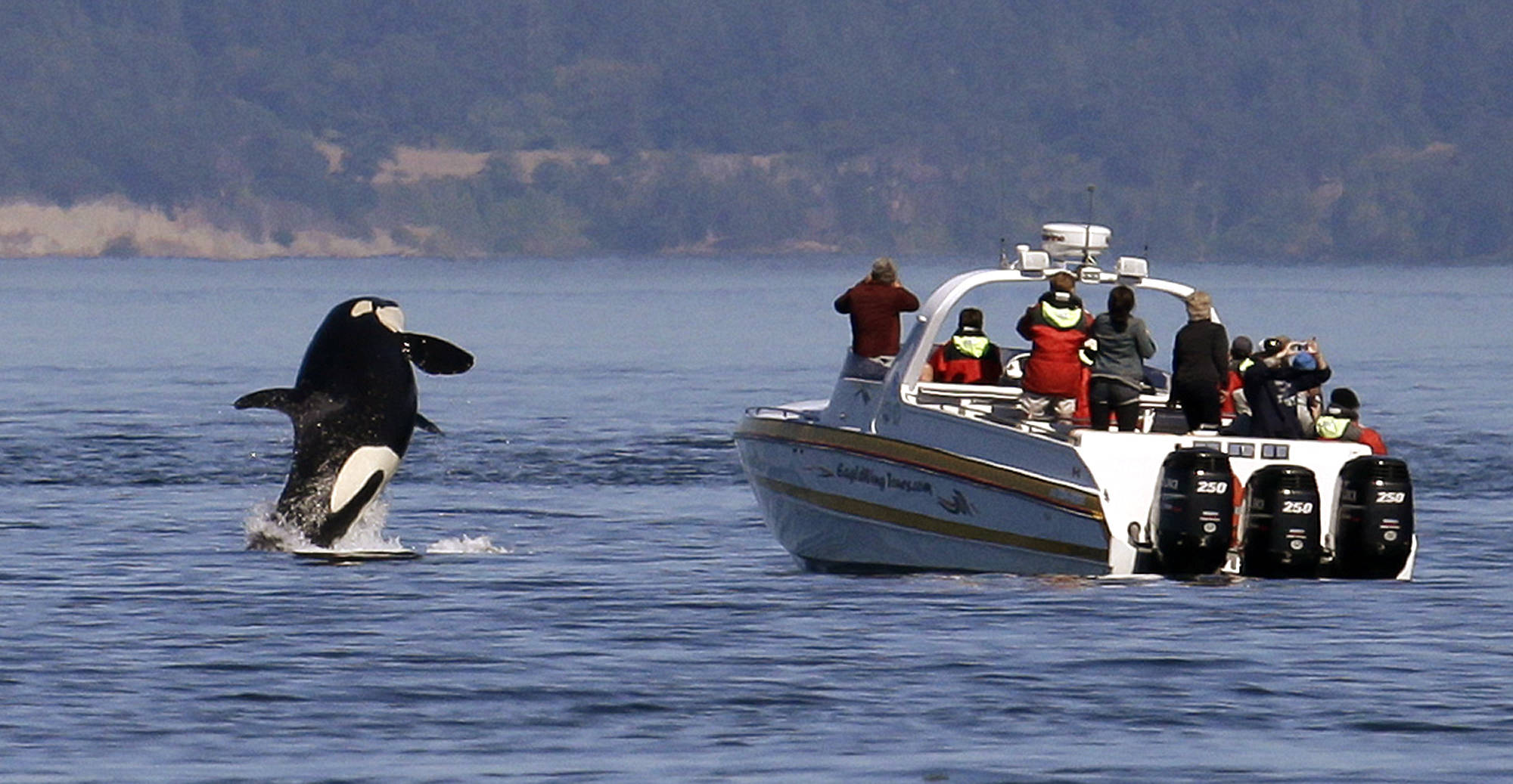 In this photo taken July 31, 2015, an orca whale leaps out of the water near a whale watching boat in the Salish Sea in the San Juan Islands, Washington. Ships passing the narrow busy channel off Washington’s San Juan Islands are slowing down this summer as part of an experiment to protect the small endangered population of southern resident killer whales. Vessel noise can interfere with the killer whales’ ability to hunt, navigate and communicate with each other, so US researchers are looking into what impact the project will have on the orcas. (Elaine Thompson | The Associated Press File)