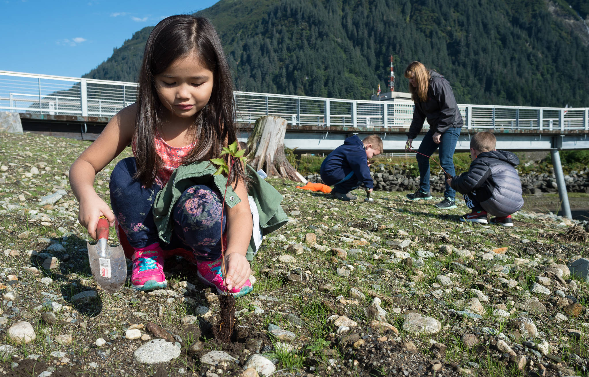 Harborview Elementary School first-grader Sofia Fernandez plants a willow with schoolmates on a newly created island next to the Seawalk on Tuesday, Sept. 5, 2017. Harborview students will get a chance to plant 300 native species on the island over the next week to transform the area into habitat for birds. (Michael Penn | Juneau Empire)