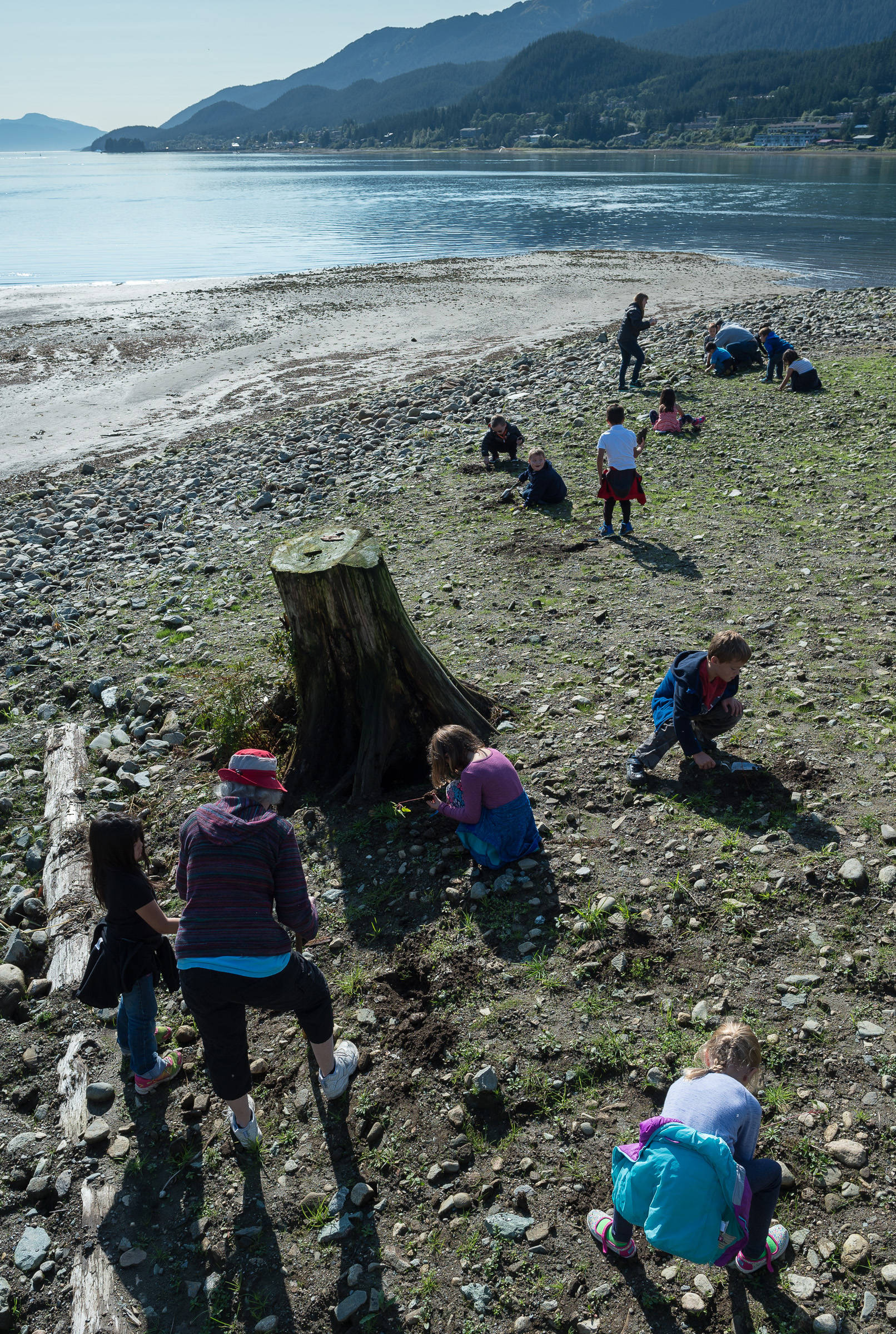 Harborview Elementary School first-graders plant willows and maples on a newly created island next to the Seawalk on Tuesday, Sept. 5, 2017. Harborview students will get a chance to plant 300 native species on the island over the next week to transform the area into habitat for birds. (Michael Penn | Juneau Empire)