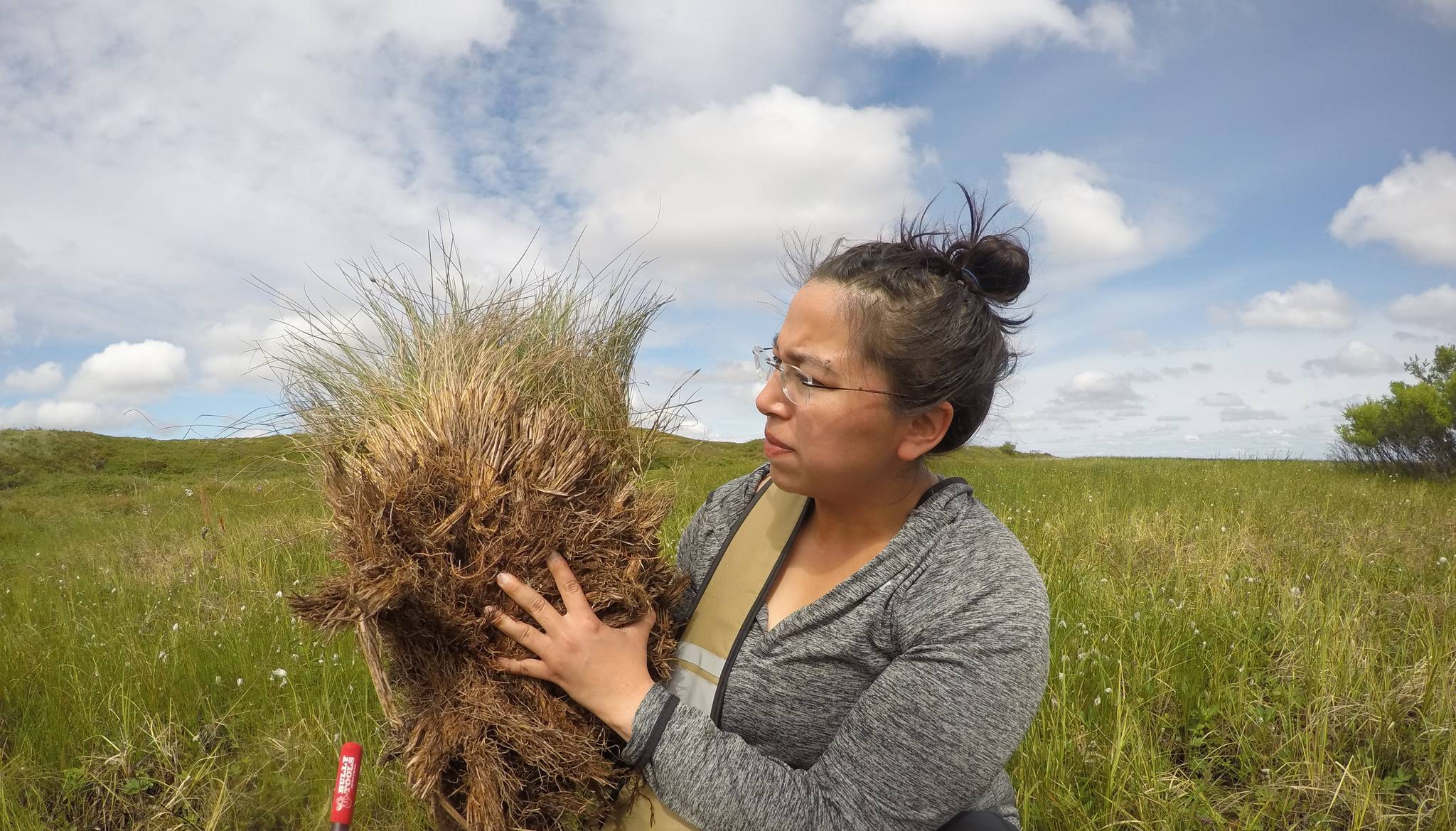 Finding a tussock in a partially drained lake, removed by a muskox who used the area as a sanctuary to cool down from the summer heat. (Photo by Heidi Steltzer/Polaris Project/Woods Hole Research Institute)