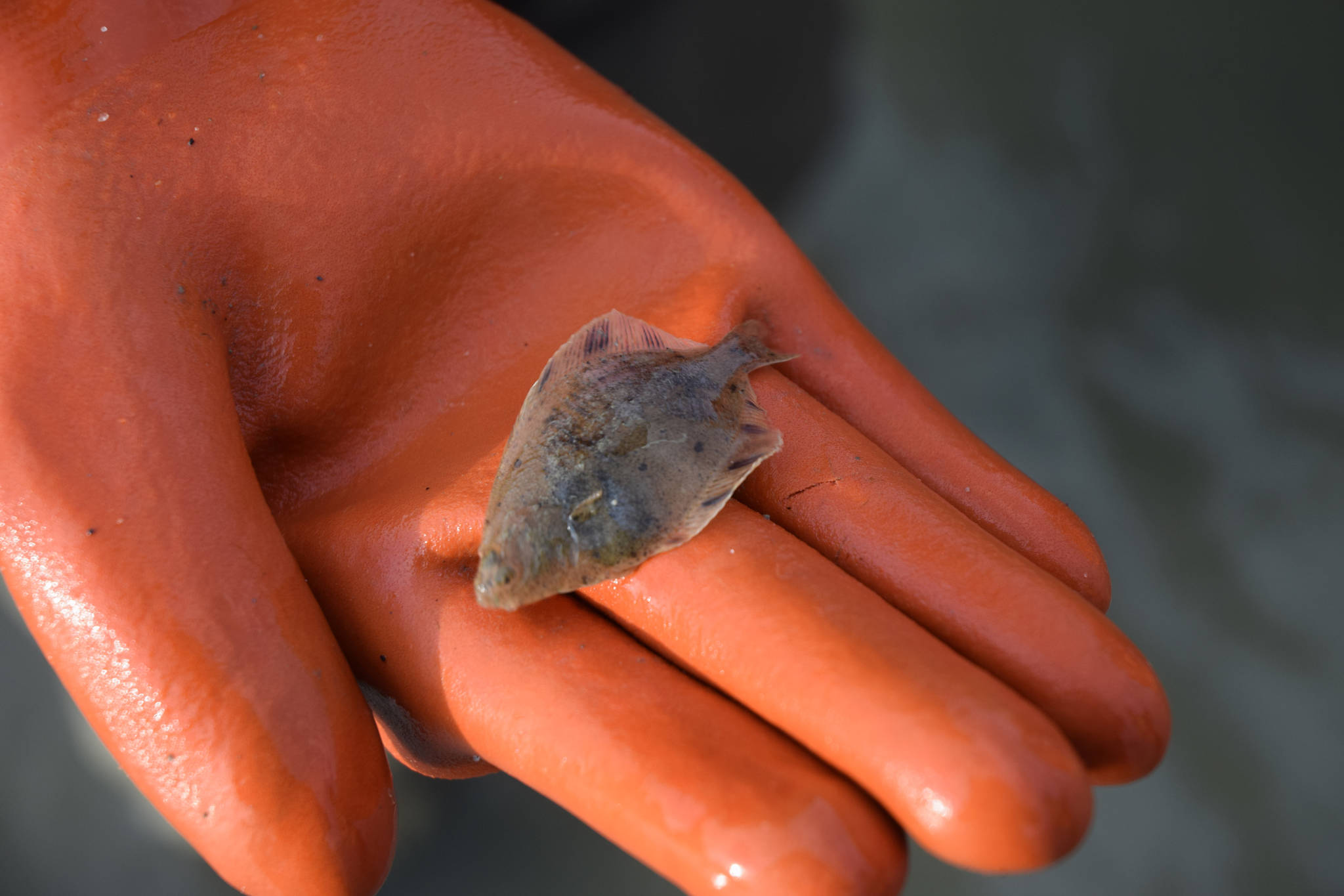 UAS researcher Nina Lundstrom holds a starry flounder. (Kevin Gullufsen | Juneau Empire)