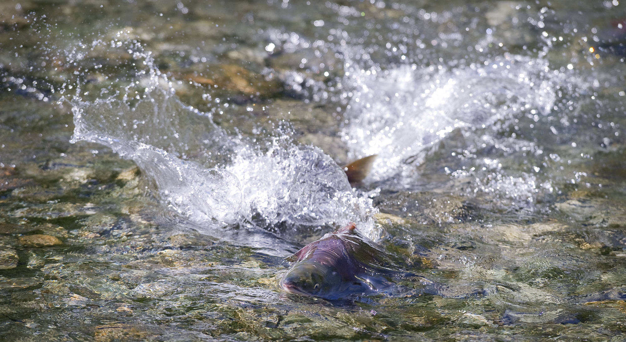 Sockeye salmon splash their way up Steep Creek in 2012. Lt. Gov. Byron Mallott has rejected a ballot initiative that would have made it more difficult to build projects that affect salmon streams. (Michael Penn | Juneau Empire file)