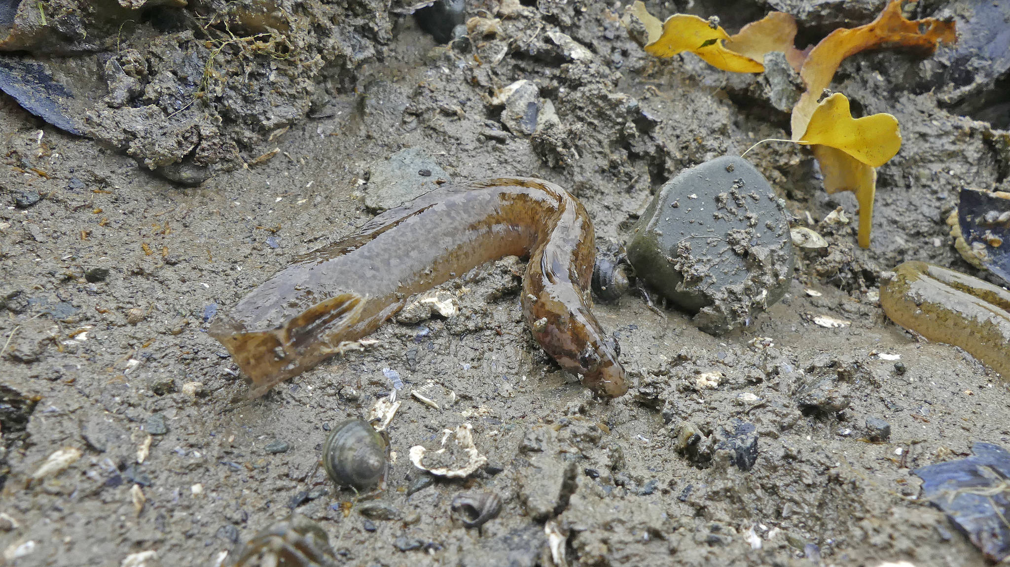 A high cockscomb prickleback lies on the sand; the head is toward the right. (Courtesy Photo / Bob Armstrong)
