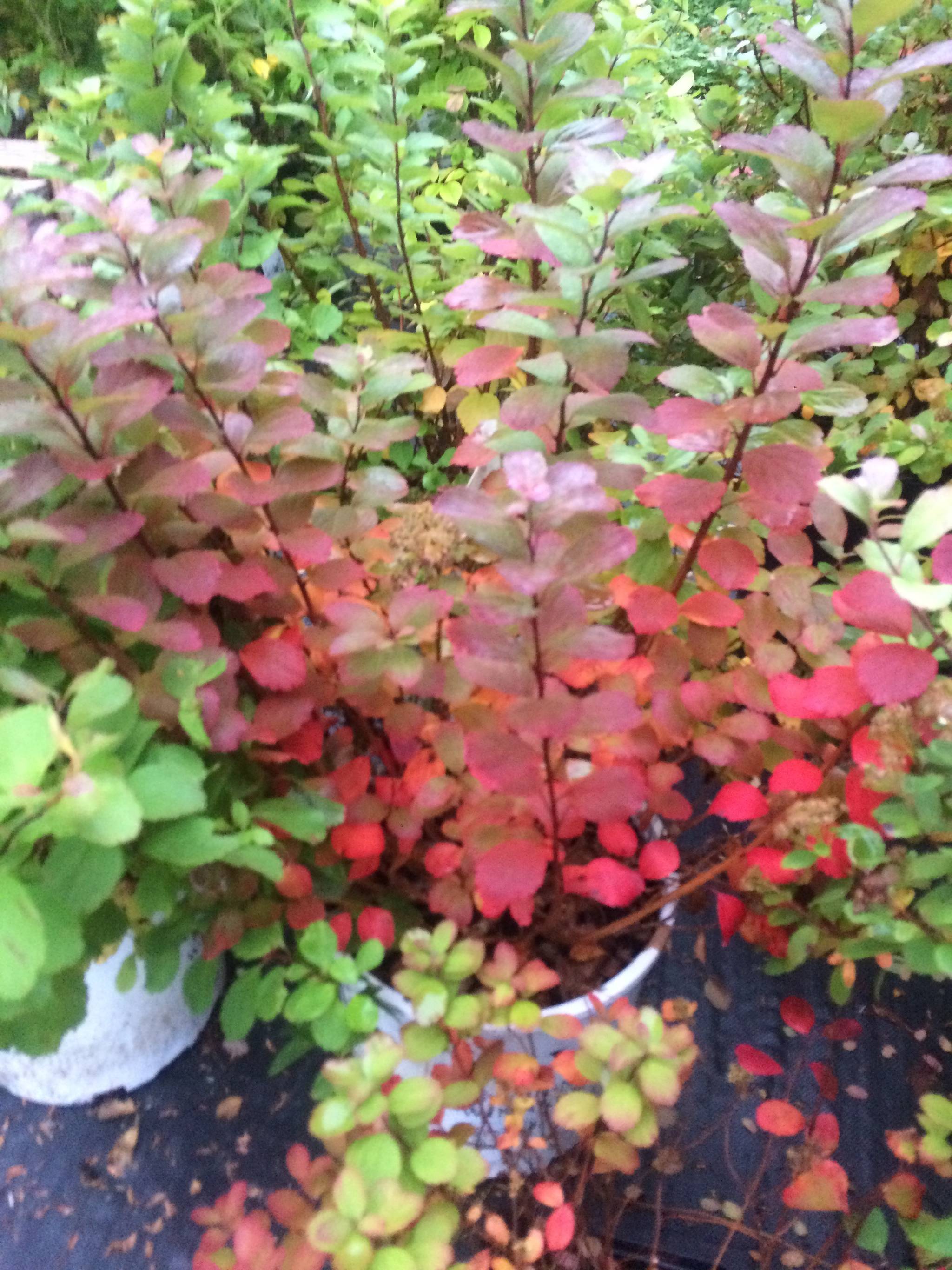 Fall color on Tor Spiraea and Quickfire Hydranea (David Lendrum / Juneau Empire)