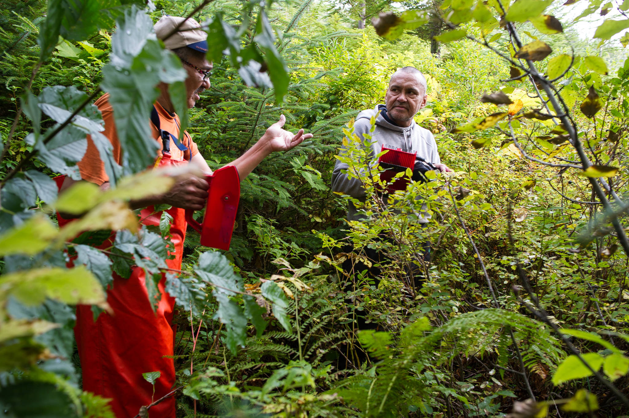 Harold McKinley Jr., left, and Thomas Sanders pick blueberries on Goldbelt property near Echo Cove for a new program called Goldbelt Wild on Wednesday, Sept. 13, 2017. (Michael Penn | Juneau Empire)