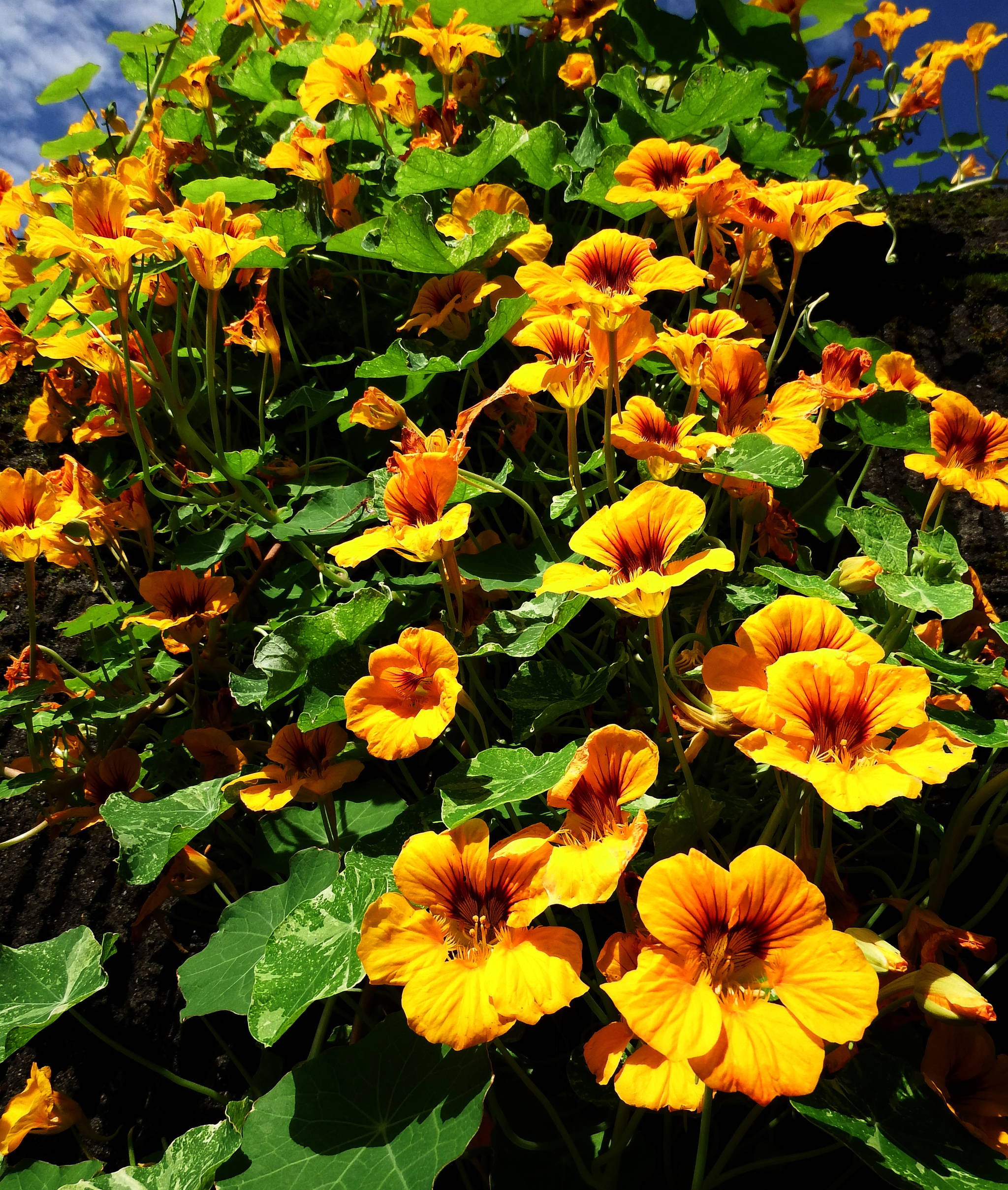 Nasturtiums cascade down a retaining wall in downtown Juneau, early September. Photo by Linda Shaw
