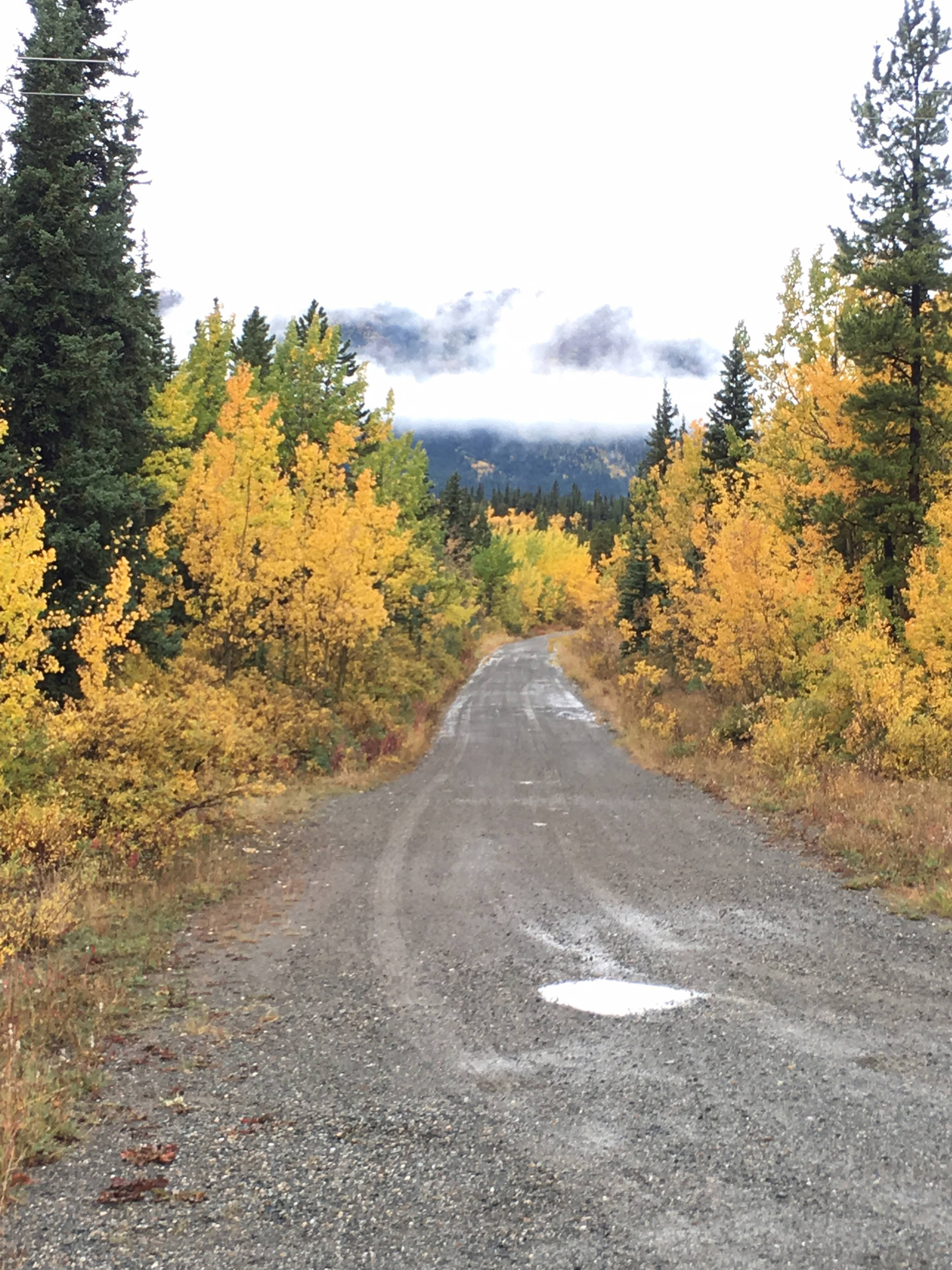 Yukon color along the Klondike Highway. (Photo by Deborah Rudis)