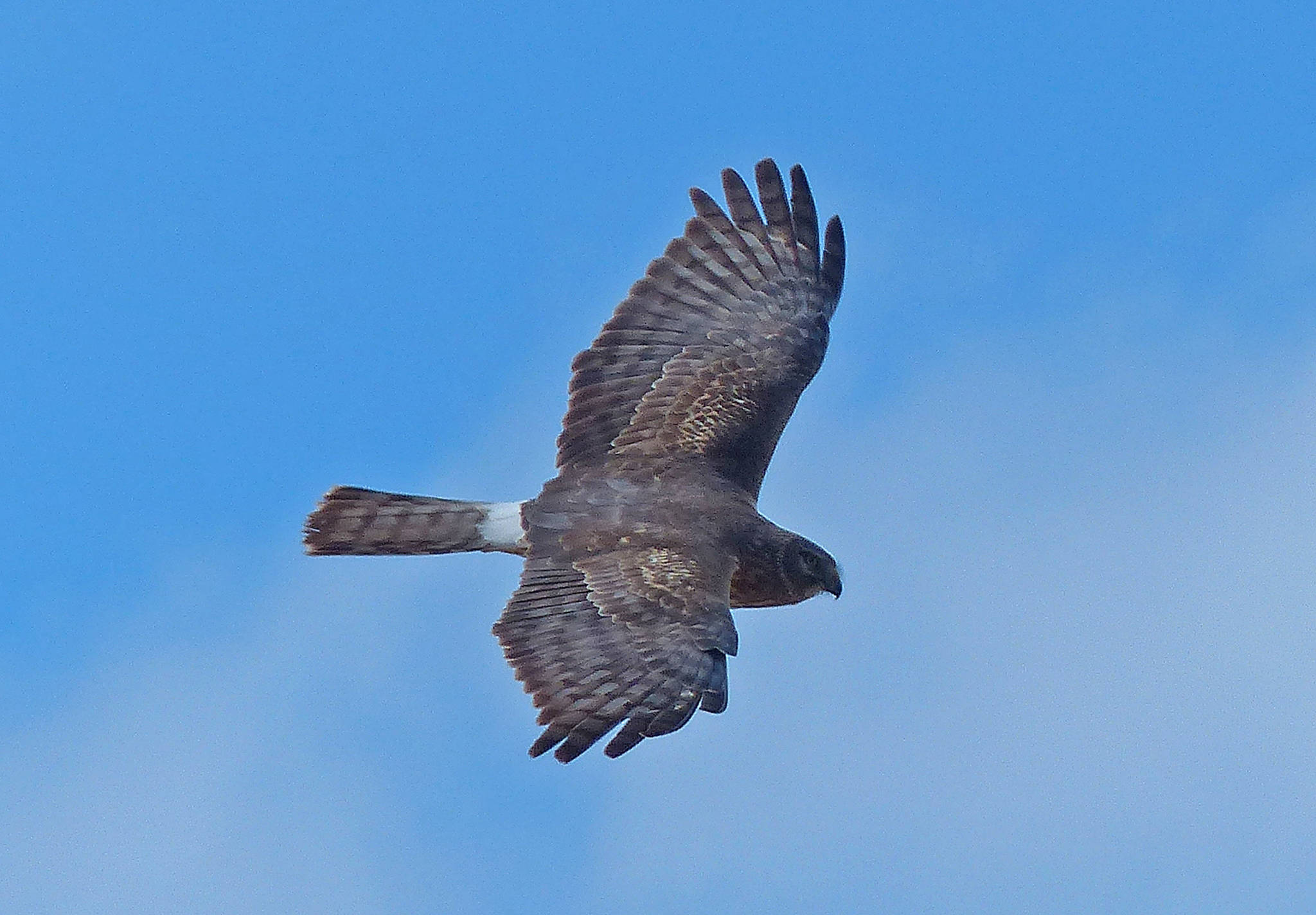 A female northern harrier flies along Gold Ridge. (Photo by Bob Armstrong)