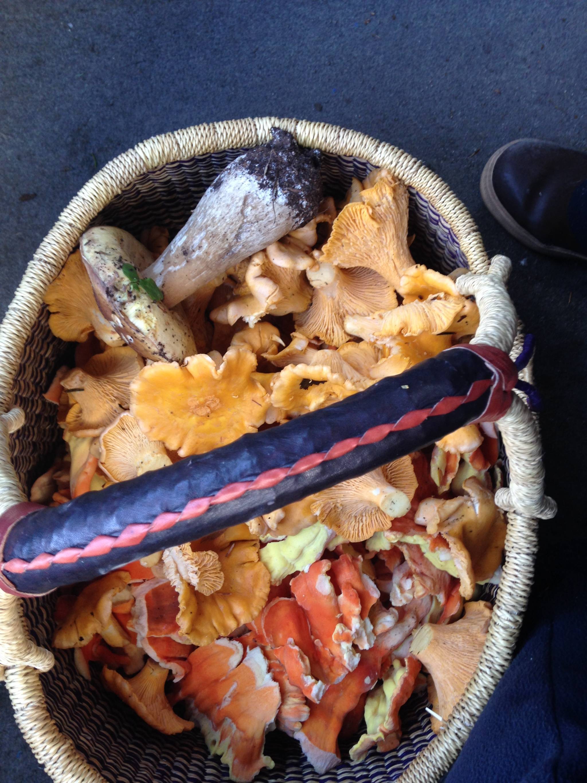 A basketful of fungi including a bolete, Pacific golden chanterelles, hedgehogs, and chicken of the woods. Photo by Corinne Conlon.