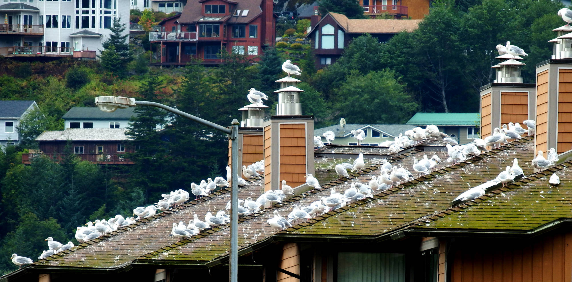Gulls congregate on downtown condos. (Photo by Linda Shaw)