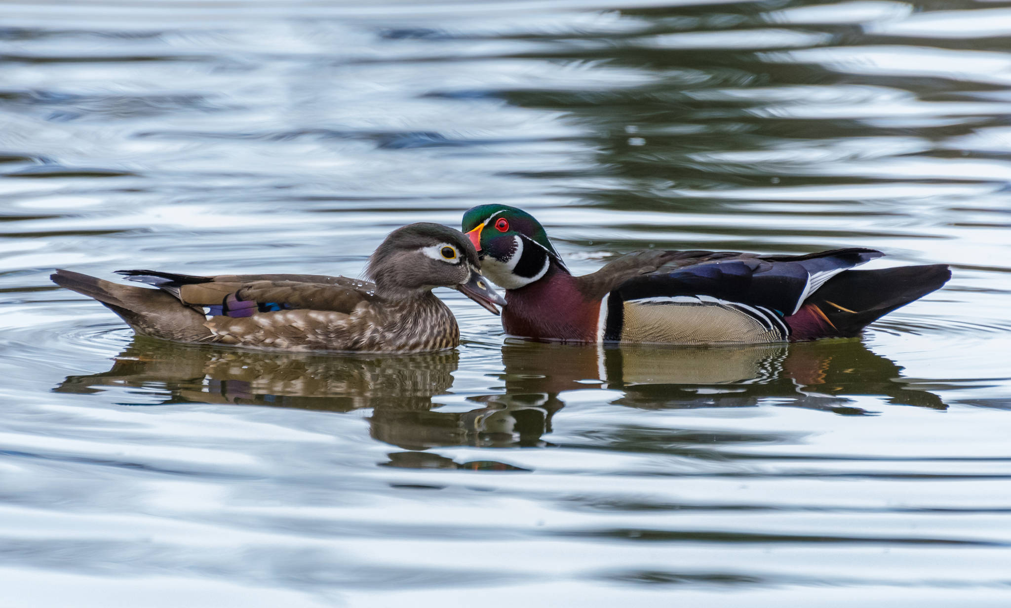 In this April 26 photo, two breeding wood ducks swim in the lake at Riverside Rotary Park. (Angelo Saggiomo | Juneau Empire)