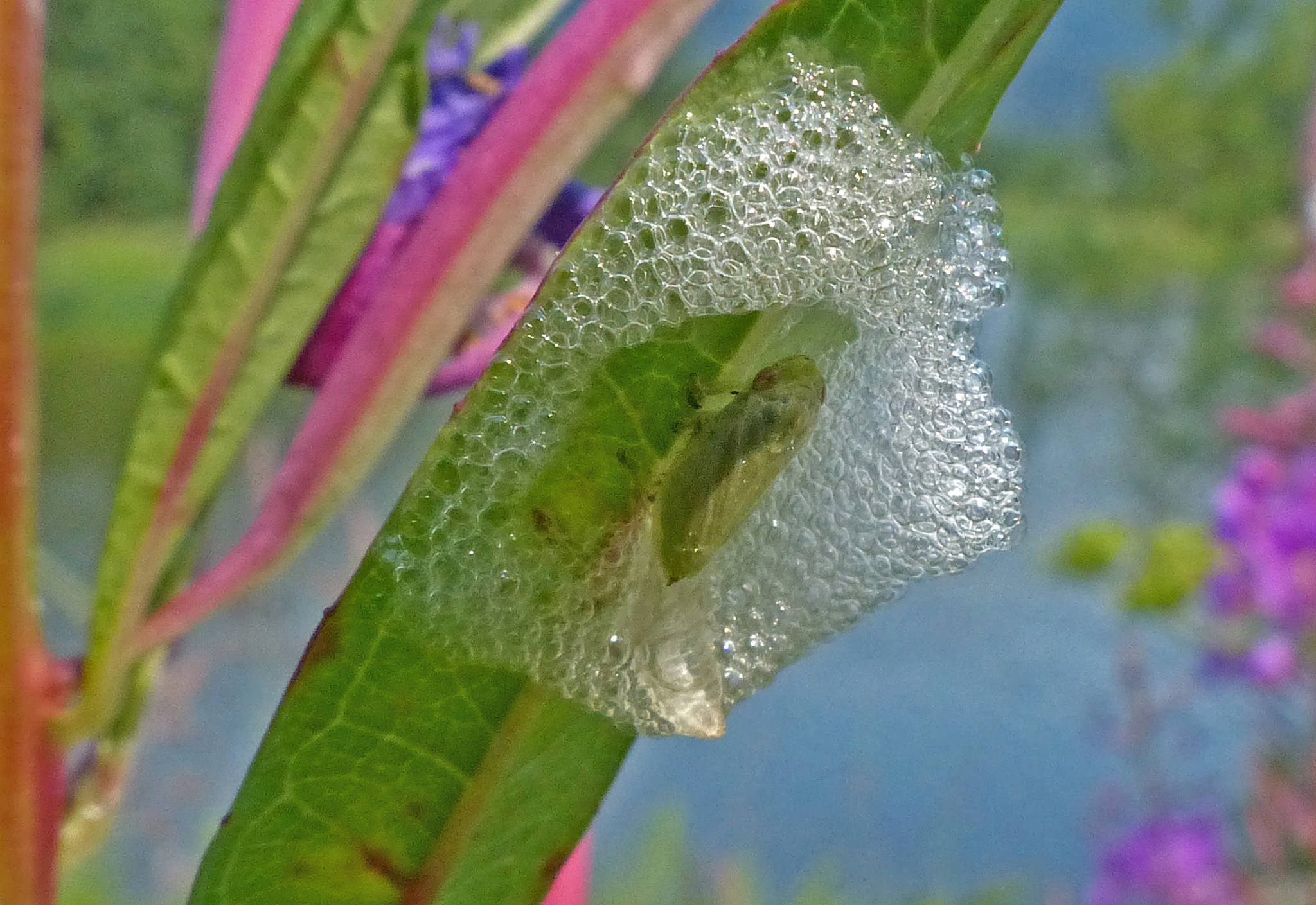 A spittlebug nymph inside its spittle. (Photo by Bob Armstrong)