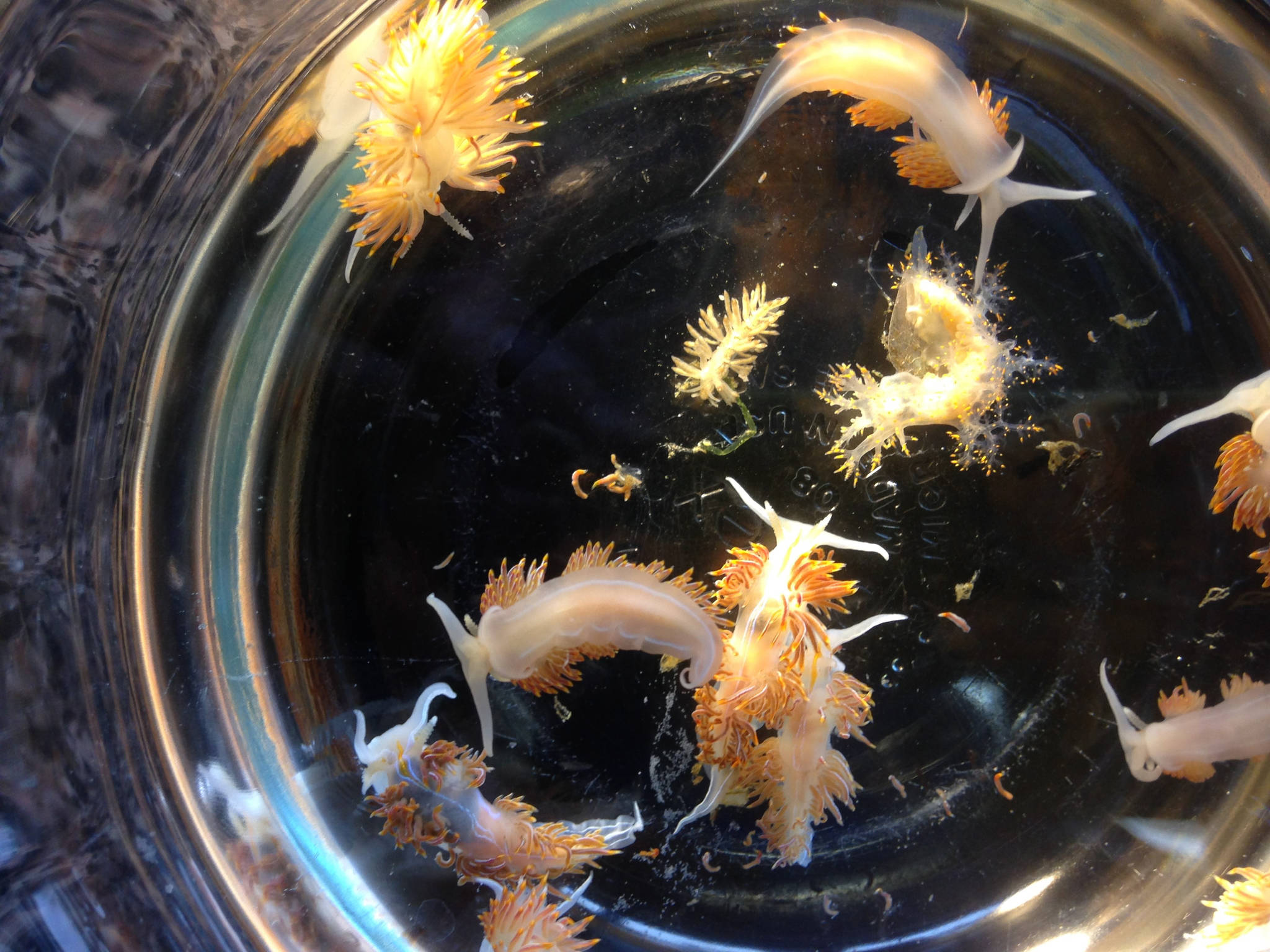 This April 2015 photo shows marine sea slugs from a derelict vessel from Iwate Prefecture, Japan which washed ashore in Oregon. On Thursday, Sept. 27, 2017, researchers reported nearly 300 species of fish, mussels and other sea creatures hitchhiked across the Pacific Ocean on debris from the 2011 Japanese tsunami, washing ashore alive in the United States. (John W. Chapman)
