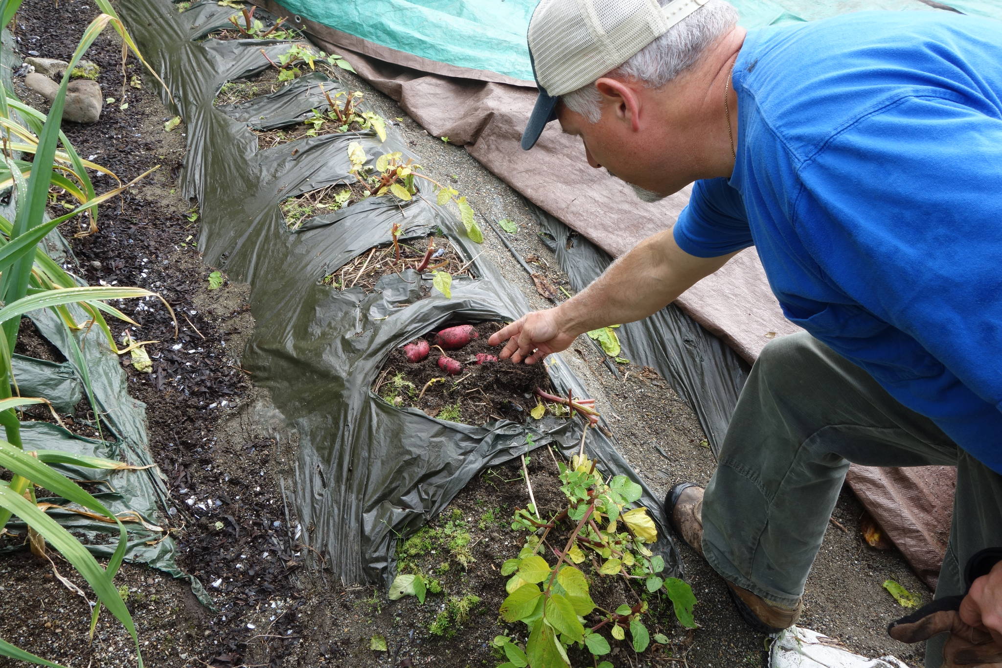 Joe Orsi unearths potatoes he will sell at the Salt and Soil Marketplace. (Clara Miller | Capital City Weekly)