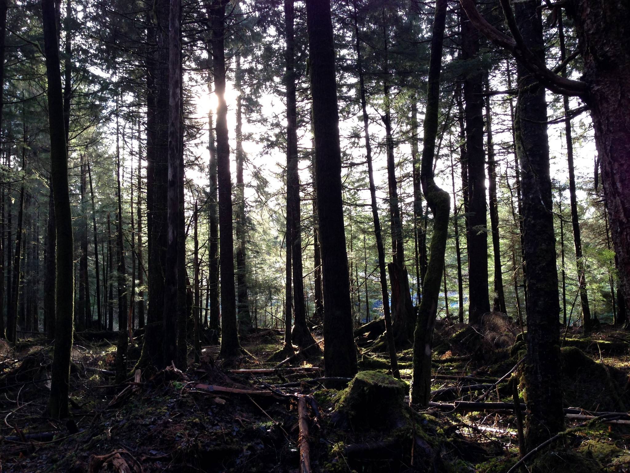This photo was taken on the Under Thunder Trail in April 2014. (Juneau Empire)