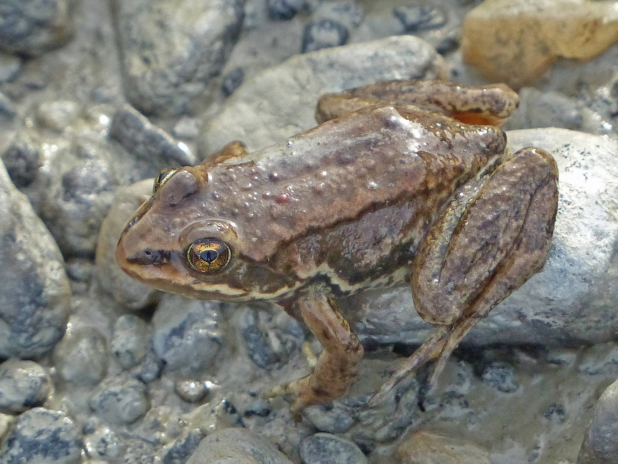 A young Columbia spotted frog, with a few bumps on the back; part of the reddish thigh is showing. (Photo by Bob Armstrong)