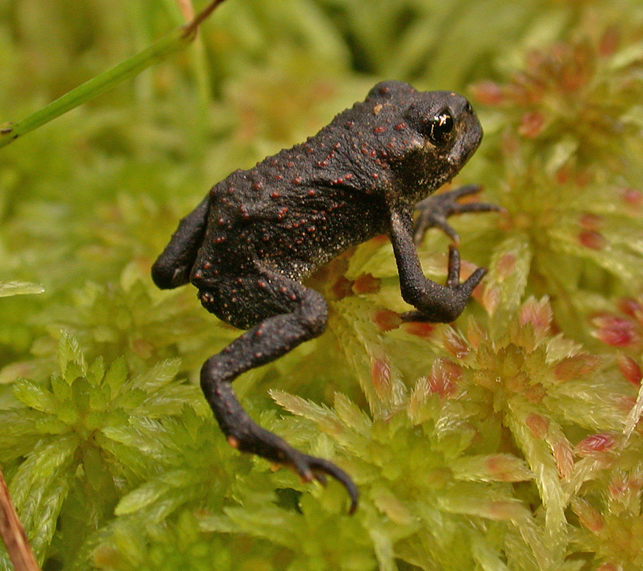 A very young western toad, showing the characteristic many bumps on its back. (Photo by Bob Armstrong)