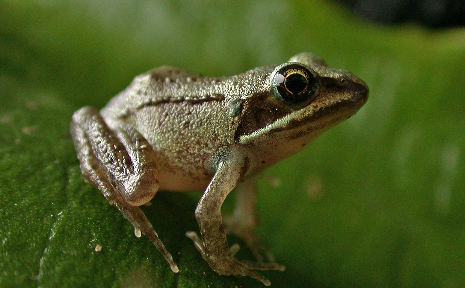 A young wood frog, with the typical black eye mask. (Photo by Bob Armstrong)