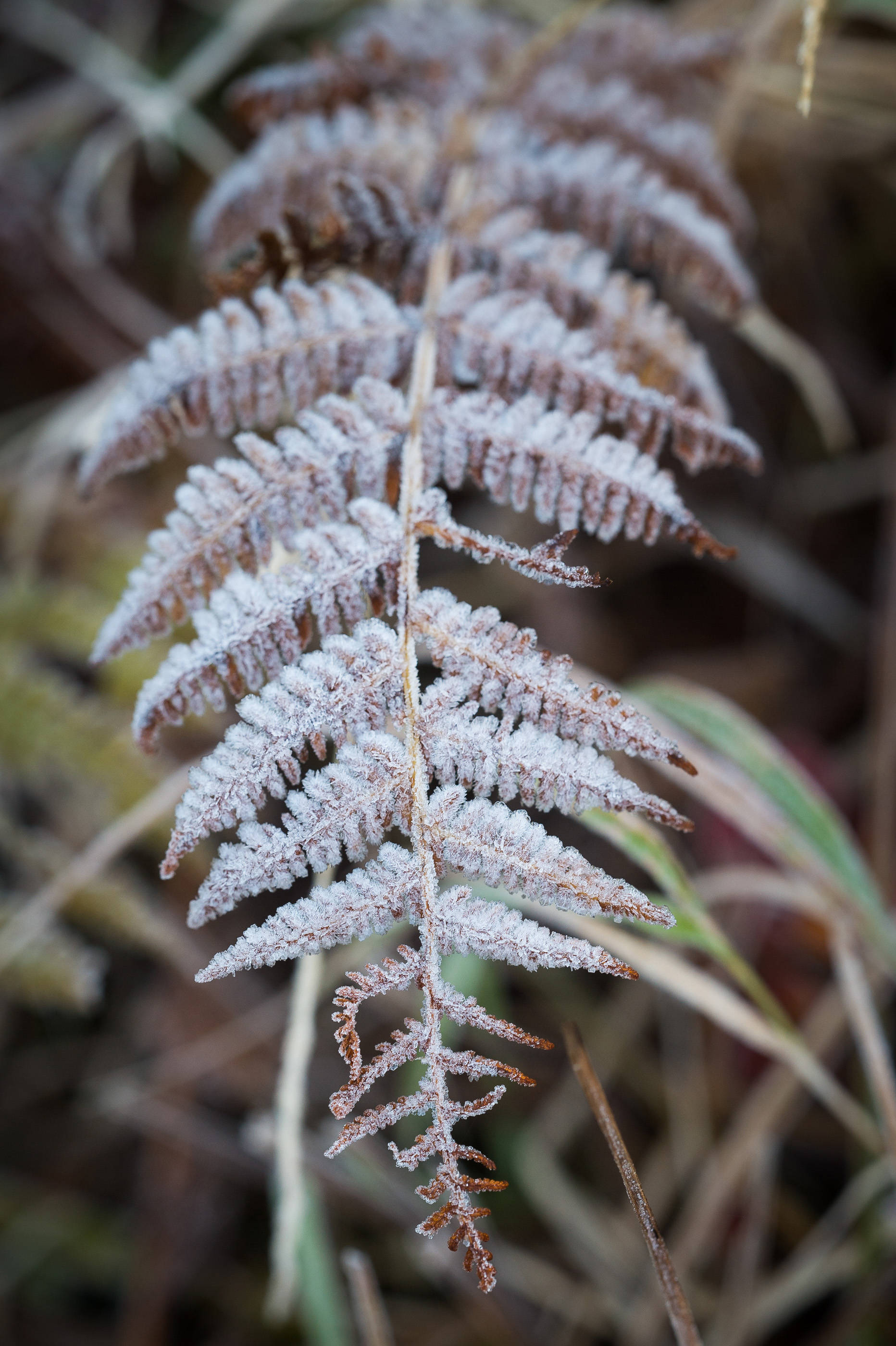 Frost on a fern along the Gastineau Meadows Trail on Thursday, Oct. 12, 2017. (Michael Penn | Juneau Empire)