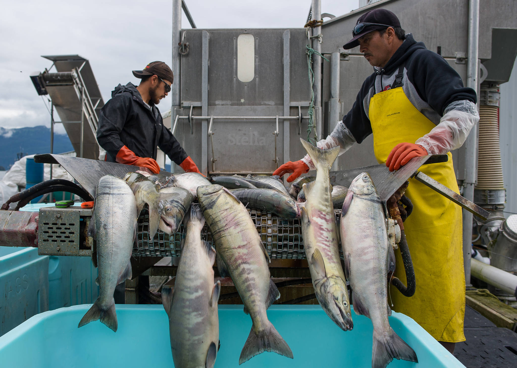 In this July 25 photo, chum salmon are delivered to Alaska Glacier Seafoods. (Michael Penn | Juneau Empire File)