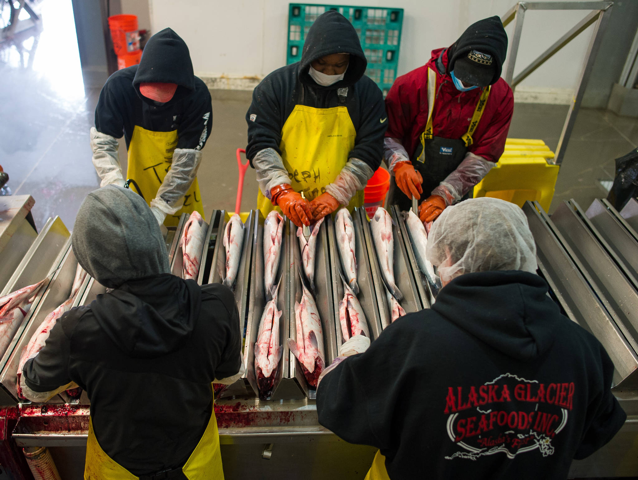 In this July 25 photo, salmon are processed at Alaska Glacier Seafoods. (Michael Penn | Juneau Empire File)