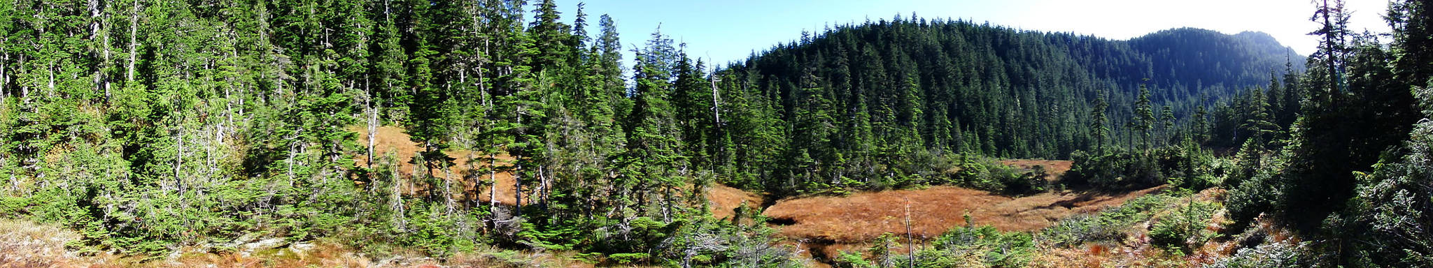 Panorama of a muskeg near the Mendenhall Glacier in early October. (Photo by Linda Shaw)