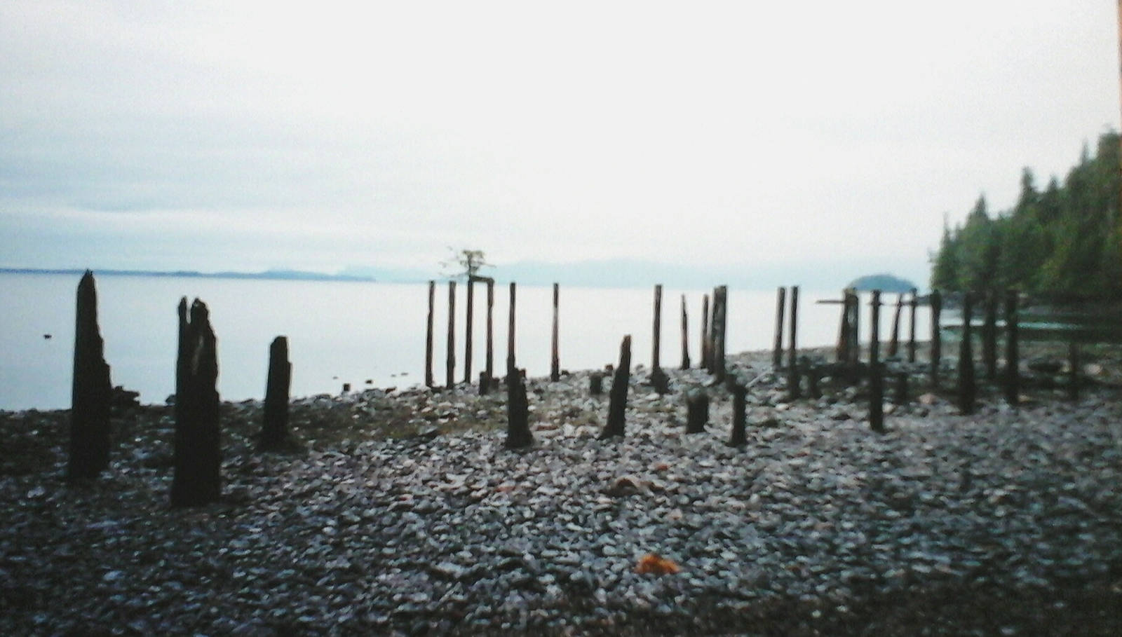Lonely, burned pilings standing sentinel over the ruinsof the Union Bay cannery, and the beautiful view. Photo by Tara Neilson.