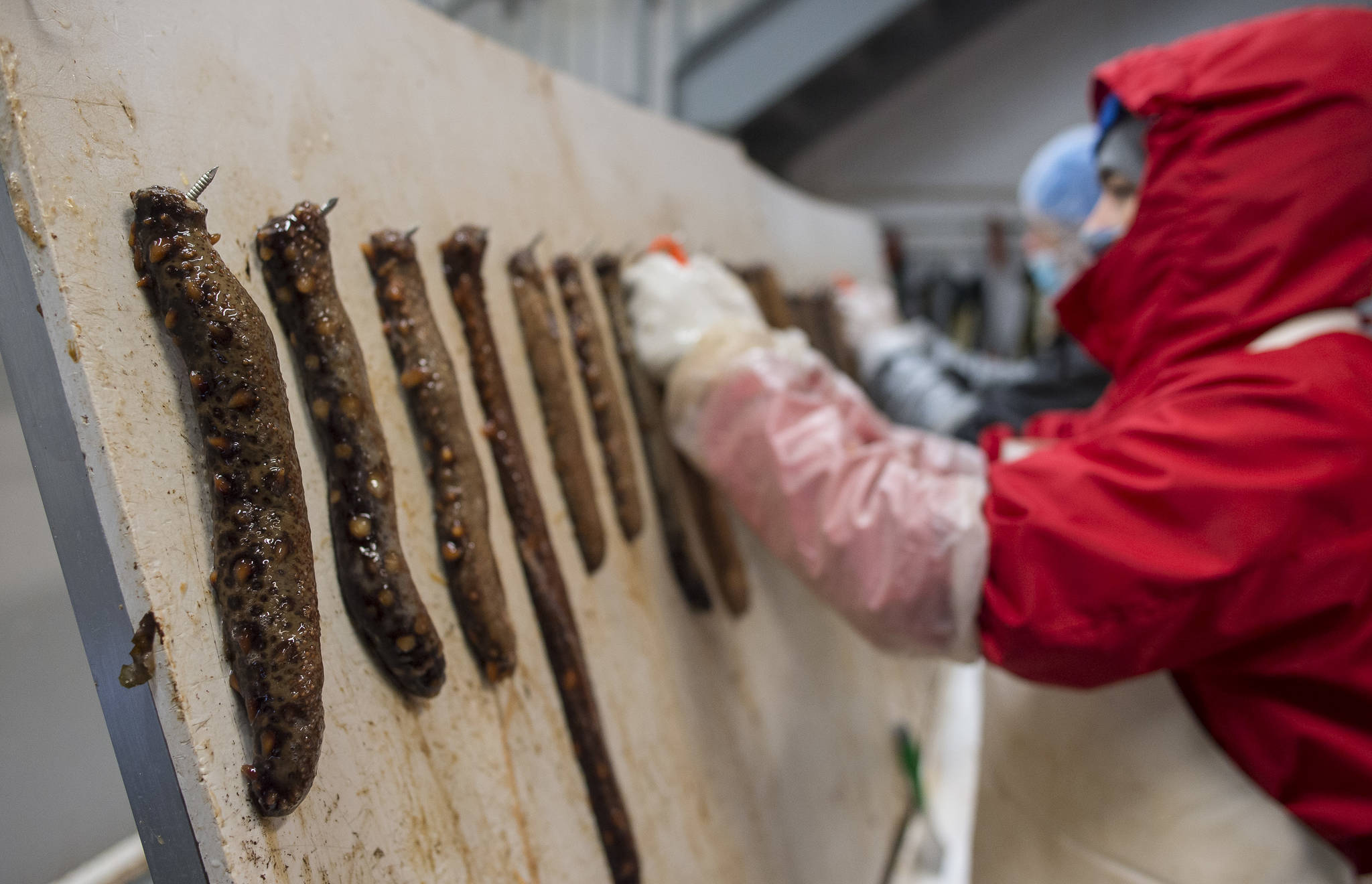 Sea cucumbers are cut open and the meat scraped out during processing at Alaska Glacier Seafoods on Tuesday, Oct. 17, 2017. (Michael Penn | Juneau Empire)