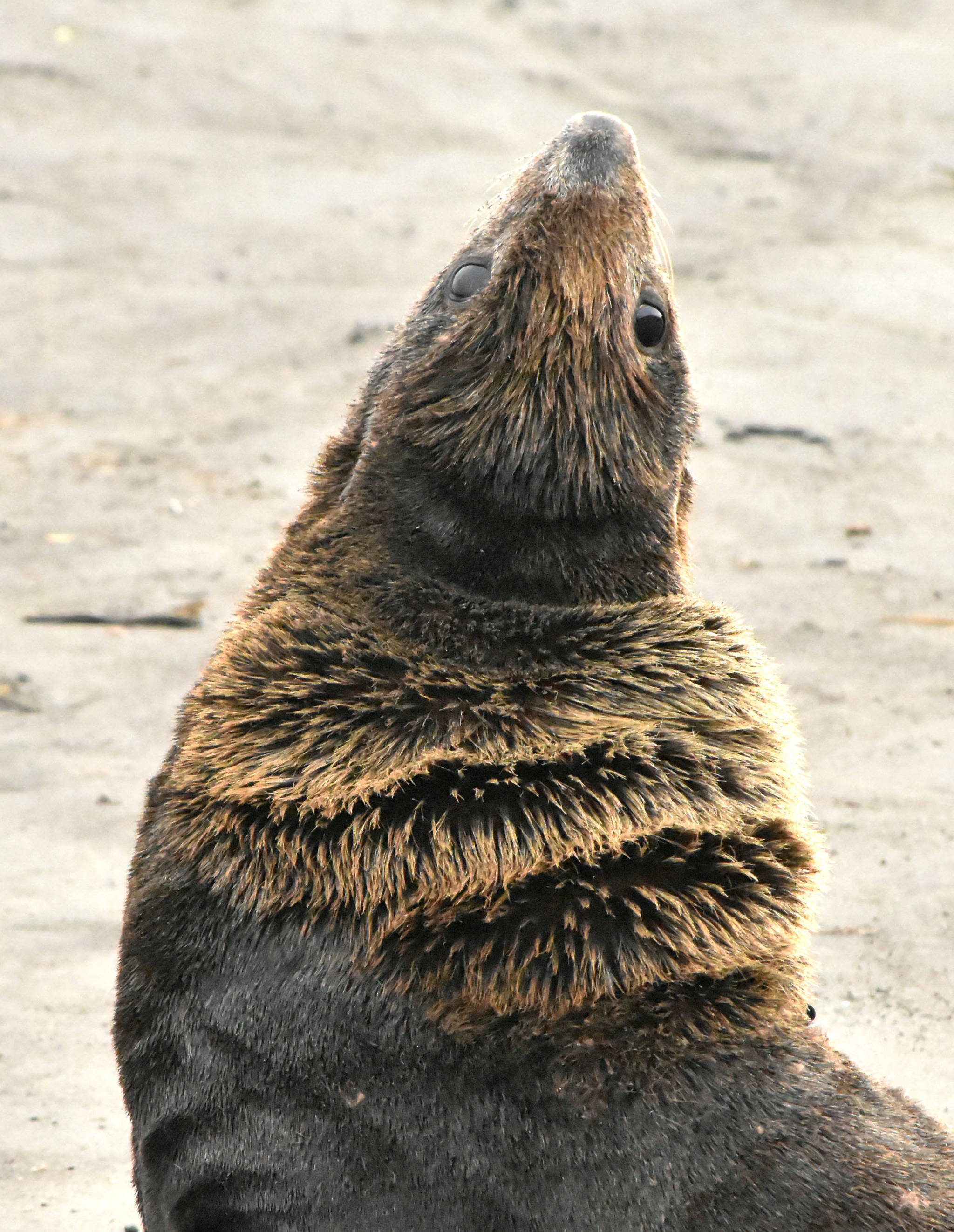 A male northern fur seal shows impressive neck flexibility on St Paul Island. (Photo by Linda R. Shaw) A male northern fur seal shows impressive neck flexibility on St Paul Island. (Photo by Linda R. Shaw)