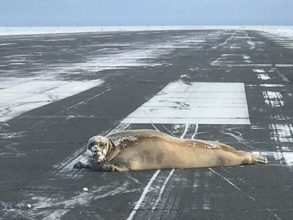 A bearded seal rests on the runway at Utqiagvik Airport. (Photo courtesy of Scott Babcock)