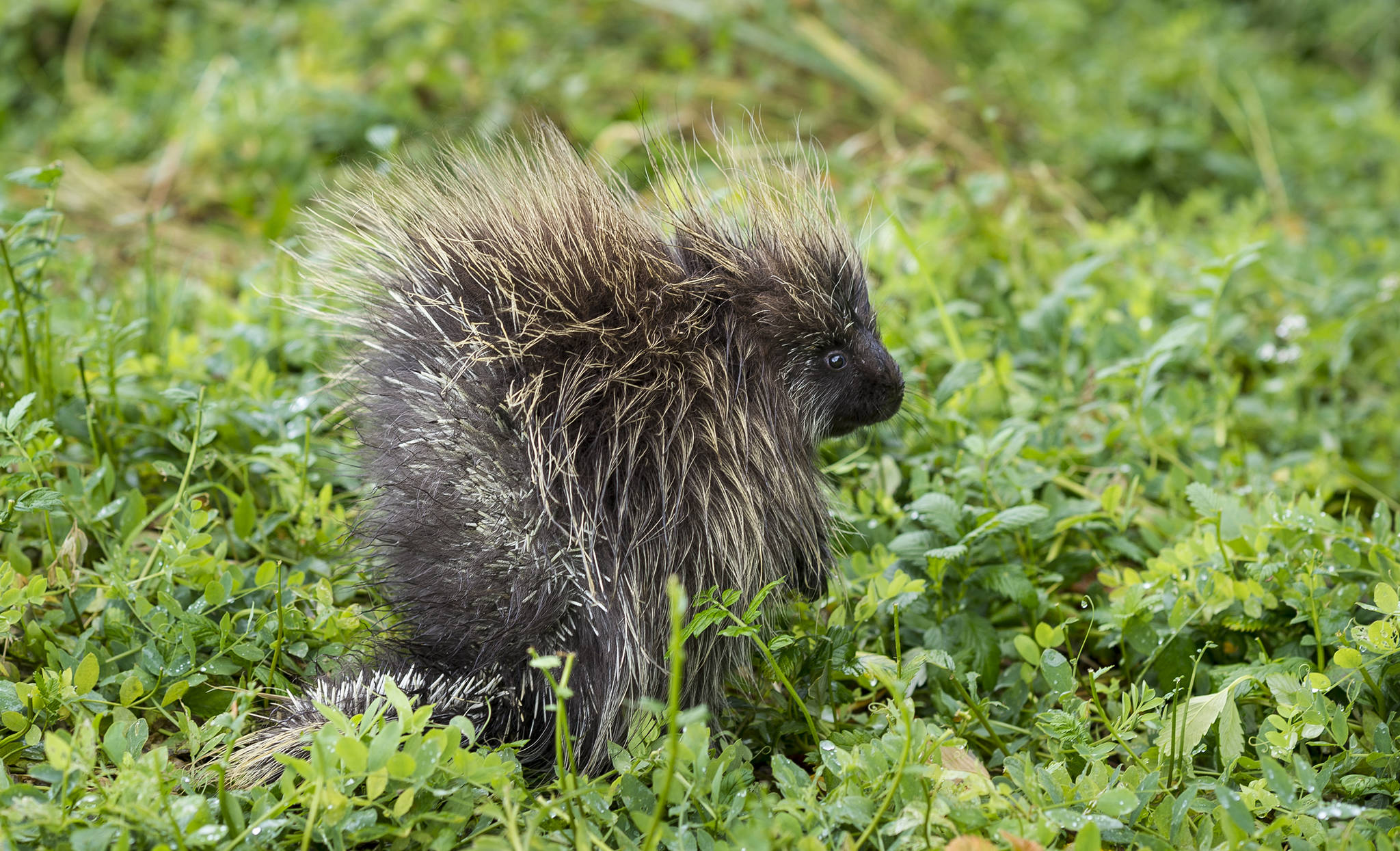 In this Sept. 1, 2017 photo, a young porcupine feasts in a field of beach pea and silverweed at the Eagle Beach State Recreation Area. (Michael Penn | Juneau Empire File)