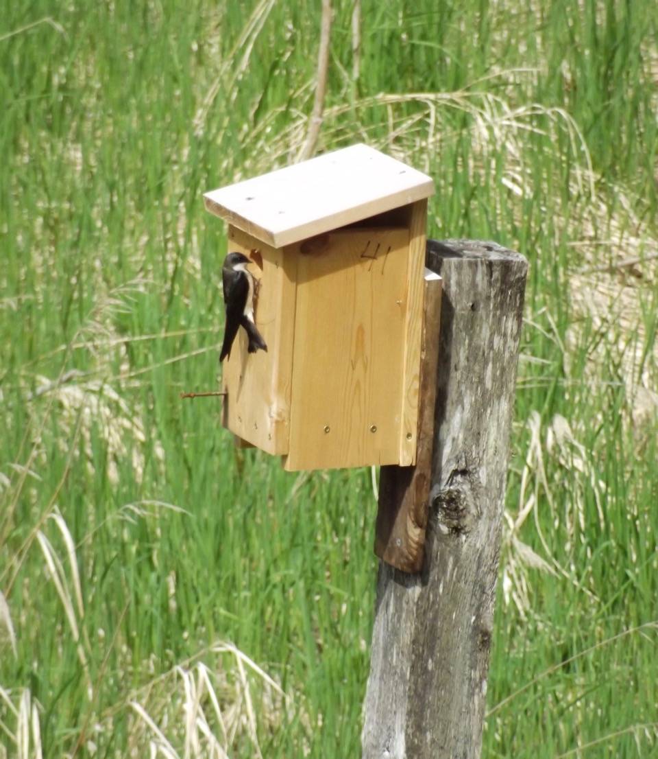 A swallow visits a nesting box at the Juneau Pioneer Home this summer. (Photo courtesy of Brenda Wright)