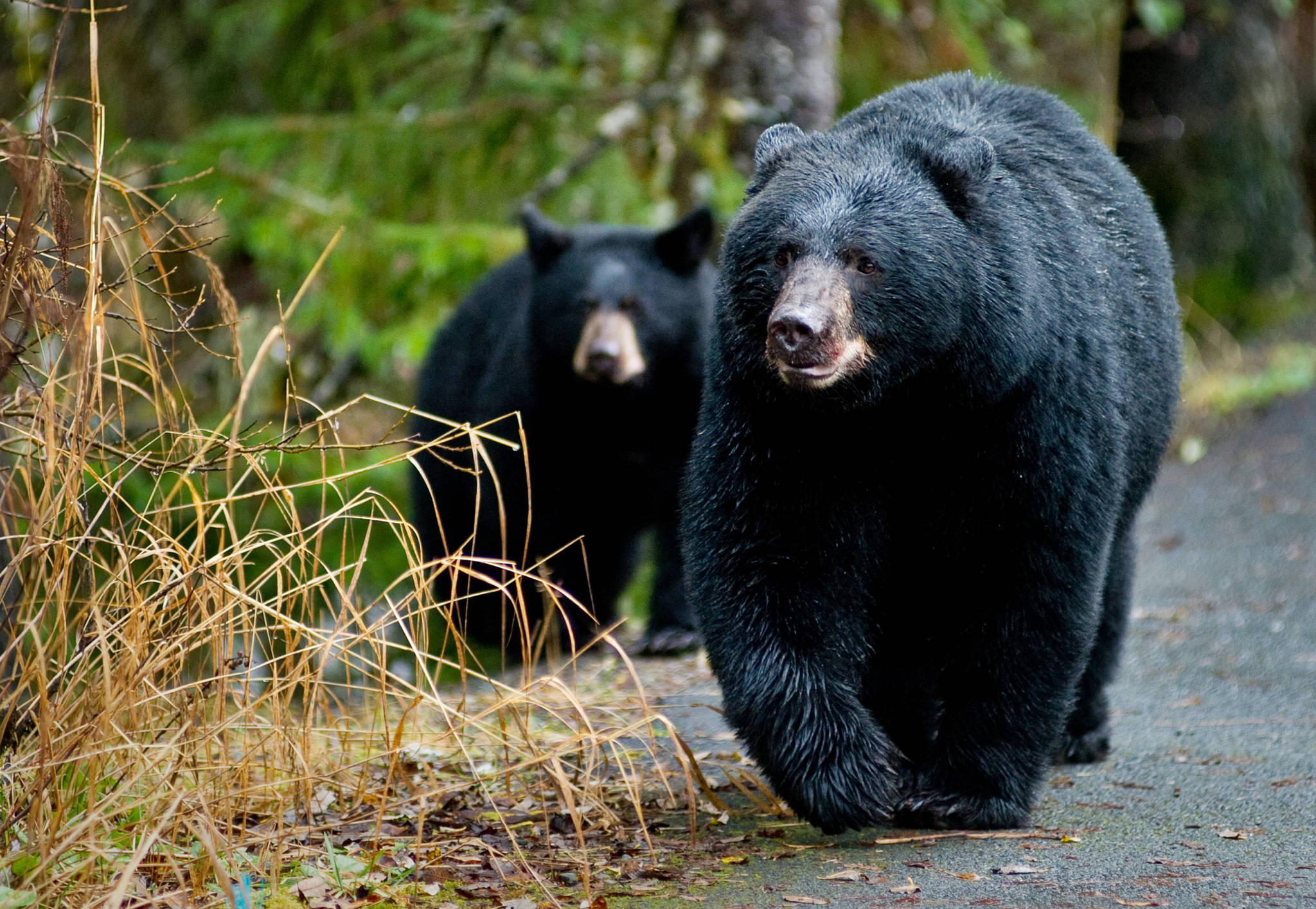 In this file photo from October 2014, a black bear sow and her cub walk along the Trail of Time at the Mendenhall Glacier Visitor Center. The pair had just finished eating a freshly caught coho salmon from Steep Creek and moved into the forest in search of ground cones. (Michael Penn | Juneau Empire File)