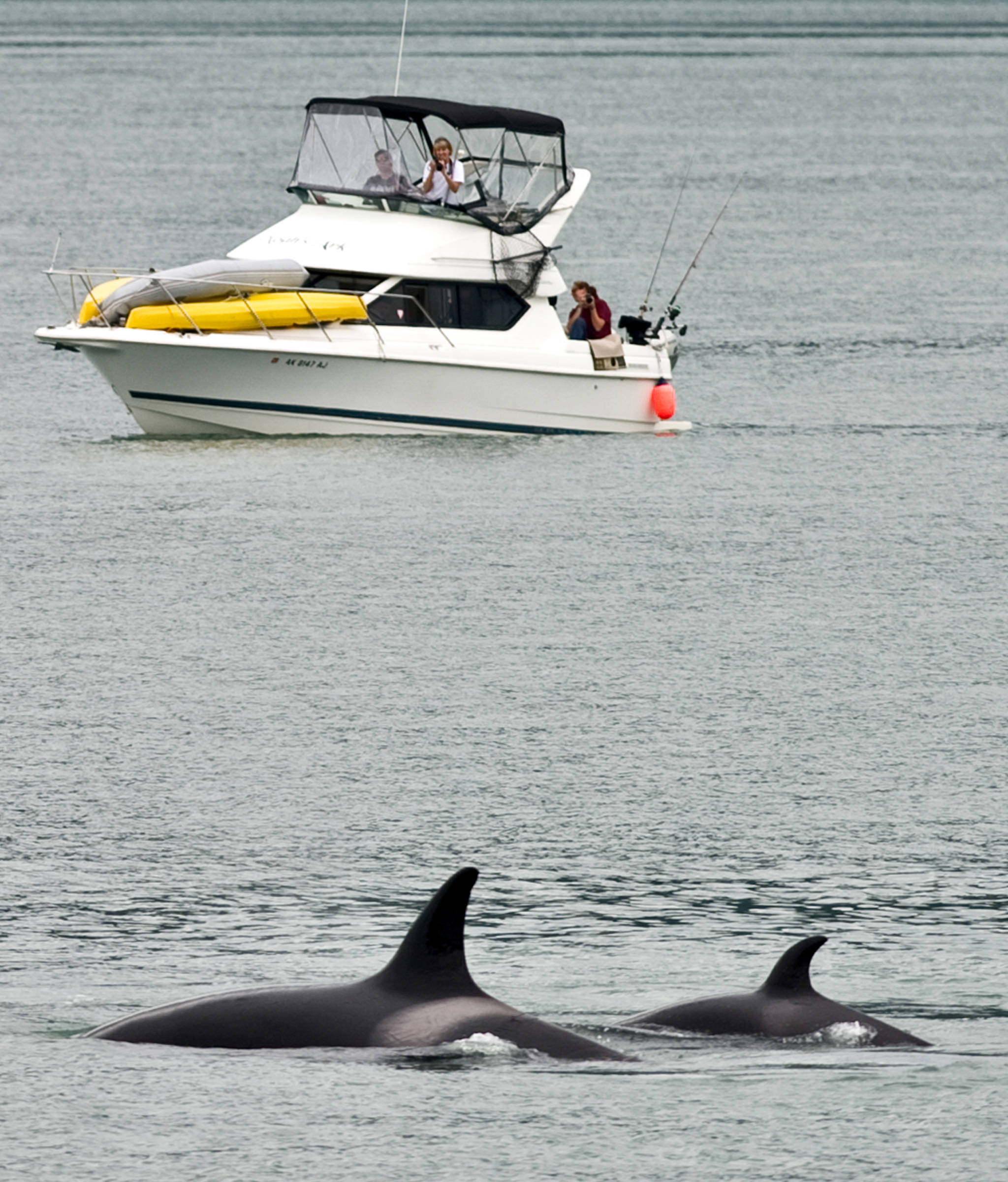 File photo: Recreational boaters watch two orca whales swim near Juneau in July 2011. Michael Penn | Juneau Empire