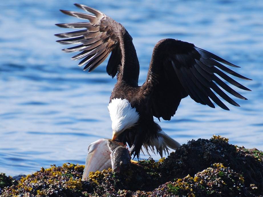 This photo was taken several years ago near the north end of Shelter Island. A bald eagle had dived to catch a halibut, but due to the weight of the halibut, the eagle couldn&rsquo;t fly and had to swim to a rocky beach area before he could eat. (Photo by Jerry Reinwand)