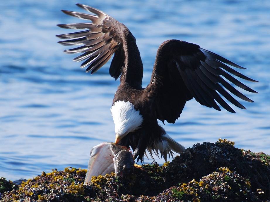 This photo was taken several years ago near the north end of Shelter Island. A bald eagle had dived to catch a halibut, but due to the weight of the halibut, the eagle couldn’t fly and had to swim to a rocky beach area before he could eat. (Photo by Jerry Reinwand)