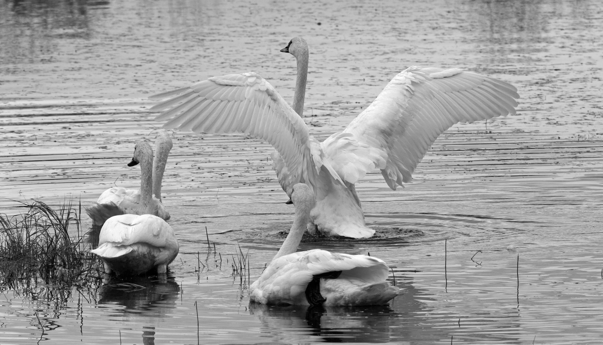 Trumpeter swans rest on a pond in the Dredge Lake area. (Photo by Jos Bakker)