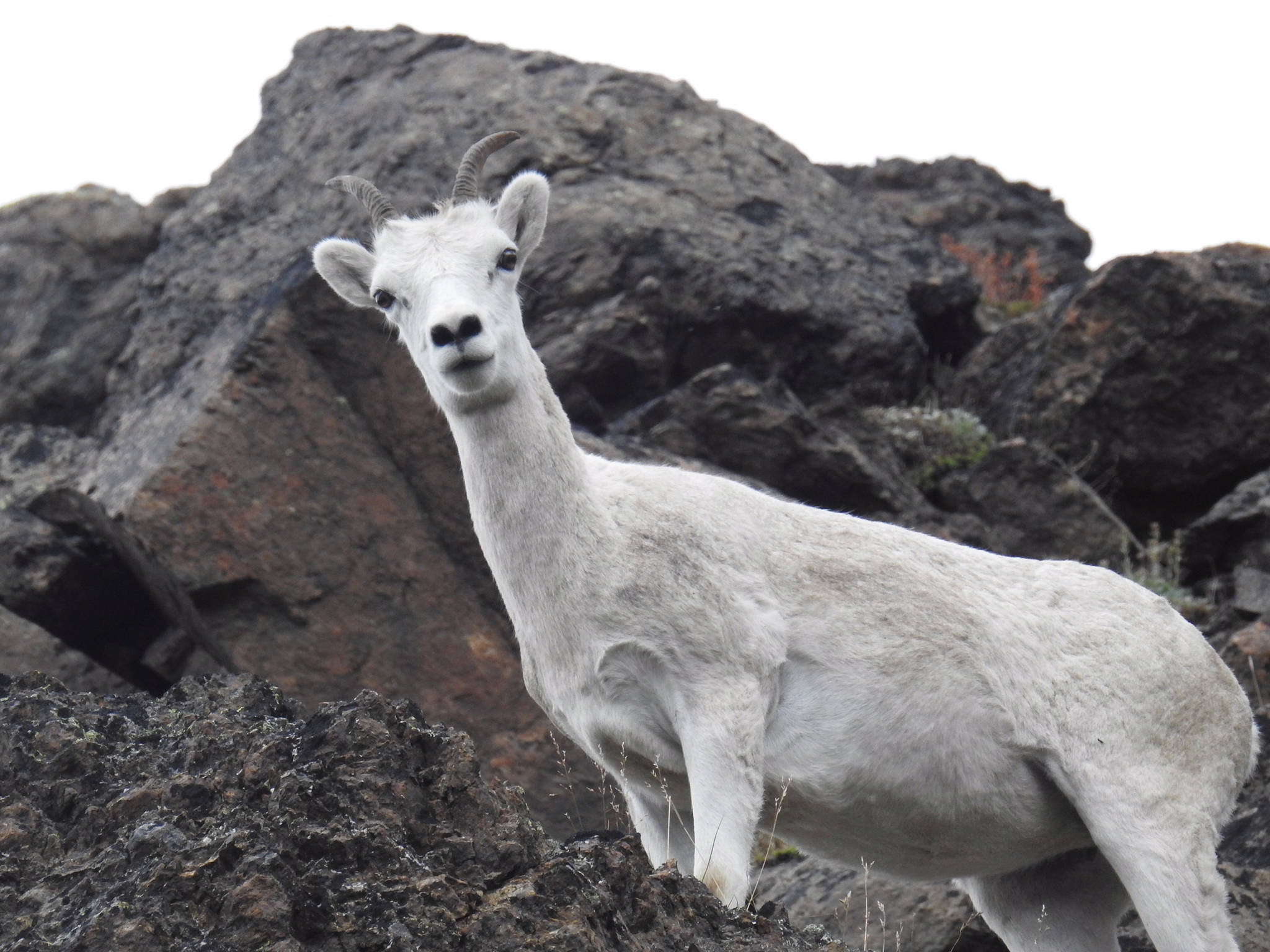 About half as many Dall Sheep live in the Chugach Mountains today than in the 1990s, according to Alaska Department of Fish and Game research. (Photo courtesy of Luke Metherell | Alaska Department of Fish and Game)
