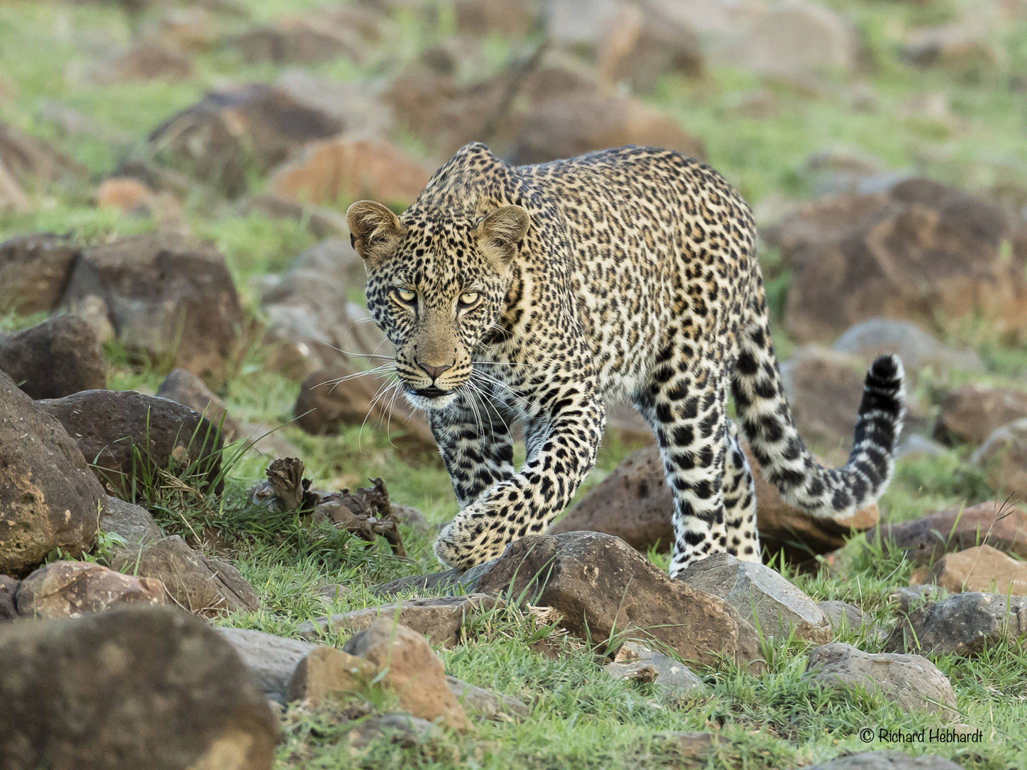 A female leopard pursues her prey in Kenya. (Photo by Richard Hebhardt)