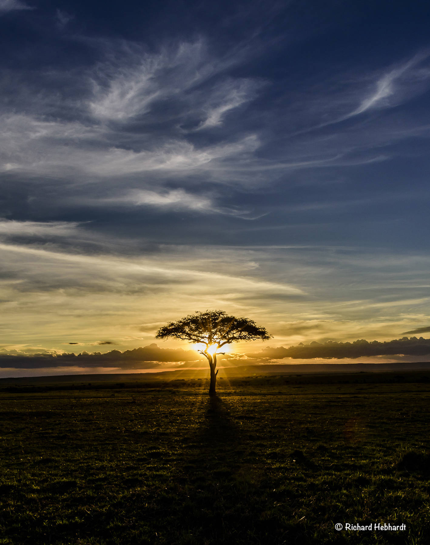 The last light as seen through the lone acacia tree for miles on Kenya’s Maasai Mara National Reserve. (Photo by Richard Hebhardt)