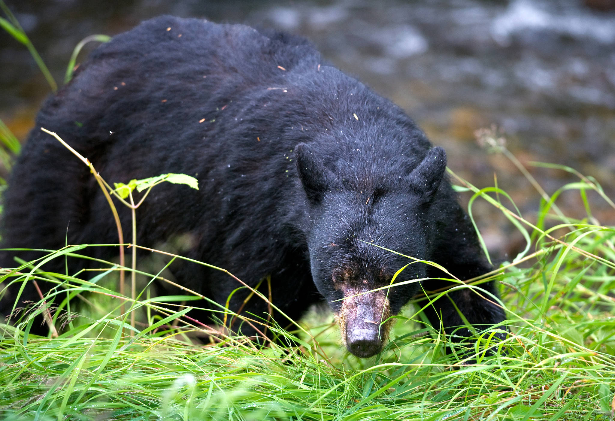 In this July 2013 photo, a black bear hunts for salmon in Juneau. (Michael Penn | Juneau Empire File)