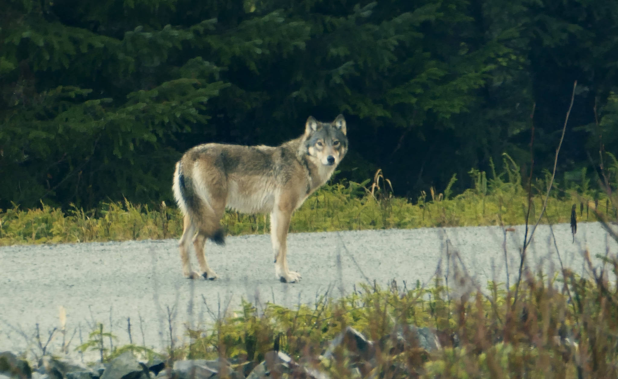 State wildlife biologist Kris Larson photographed this wolf on Prince of Wales Island in November 2016. (Courtesy Photo | Kris Larson ADF&G)