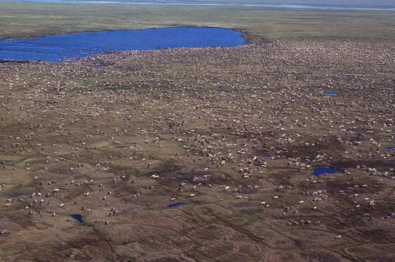 This aerial photo provided by U.S. Fish and Wildlife Service shows a herd of caribou on the Arctic National Wildlife Refuge in northeast Alaska. U.S. Sen. Lisa Murkowski, R-Alaska, says her legislation to open Alaska’s Arctic National Wildlife Refuge to oil and gas drilling would generate $2 billion in royalties over the next decade — with half the money going to her home state. (U.S. Fish and Wildlife Service via AP)